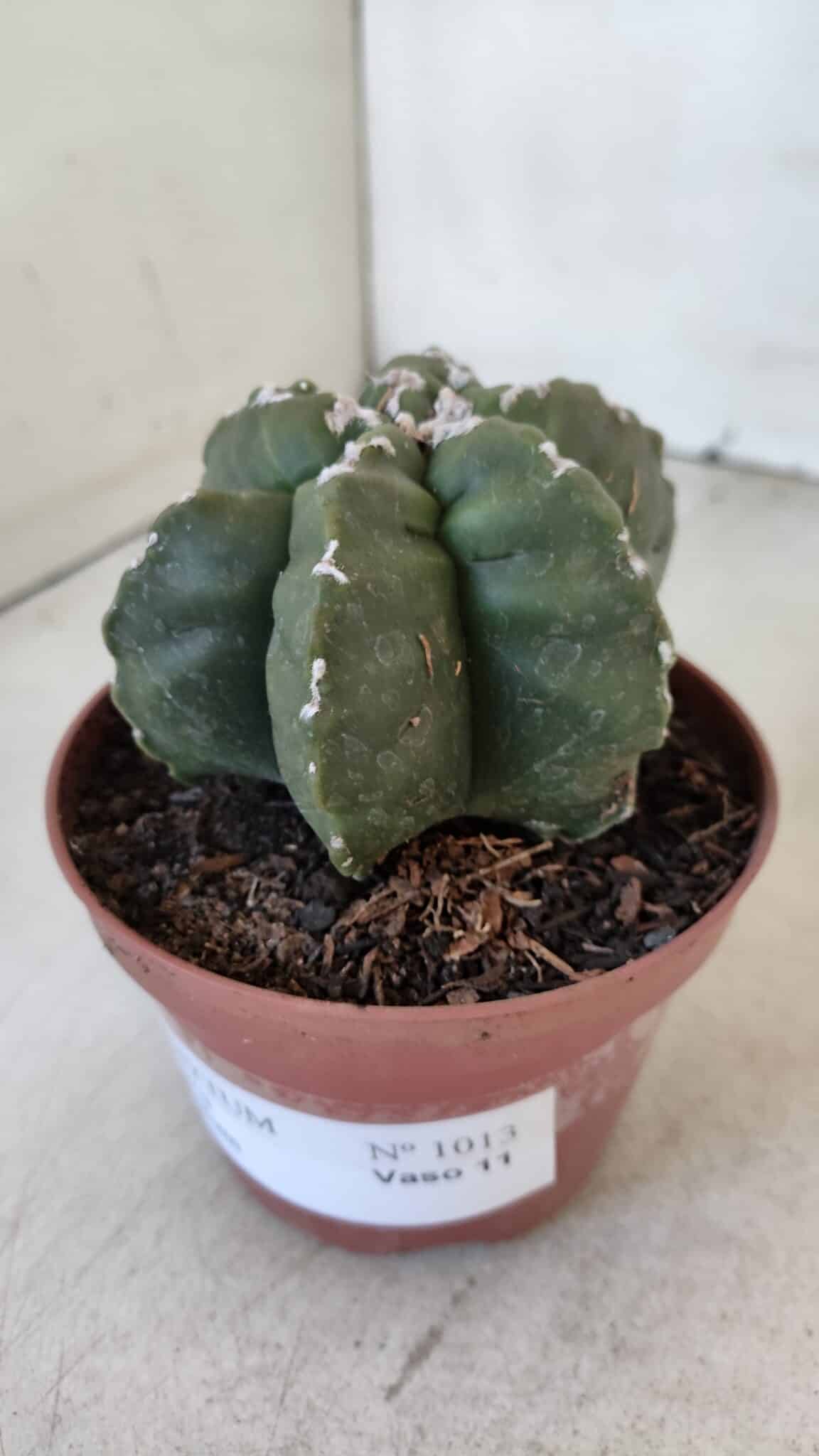 ASTROPHYTUM MYRIOSTIGMA "Multicostatum - 6 quinas "  Nº 1013 – vaso 11