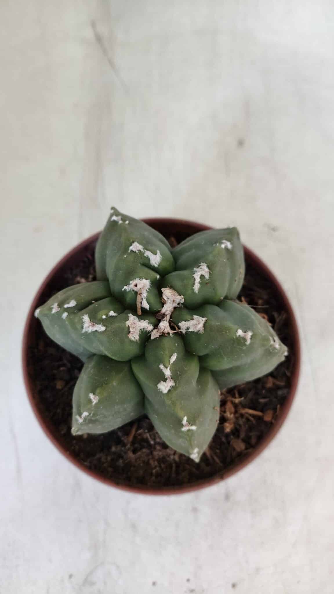 ASTROPHYTUM MYRIOSTIGMA "Multicostatum - 6 quinas "  Nº 1013 – vaso 11