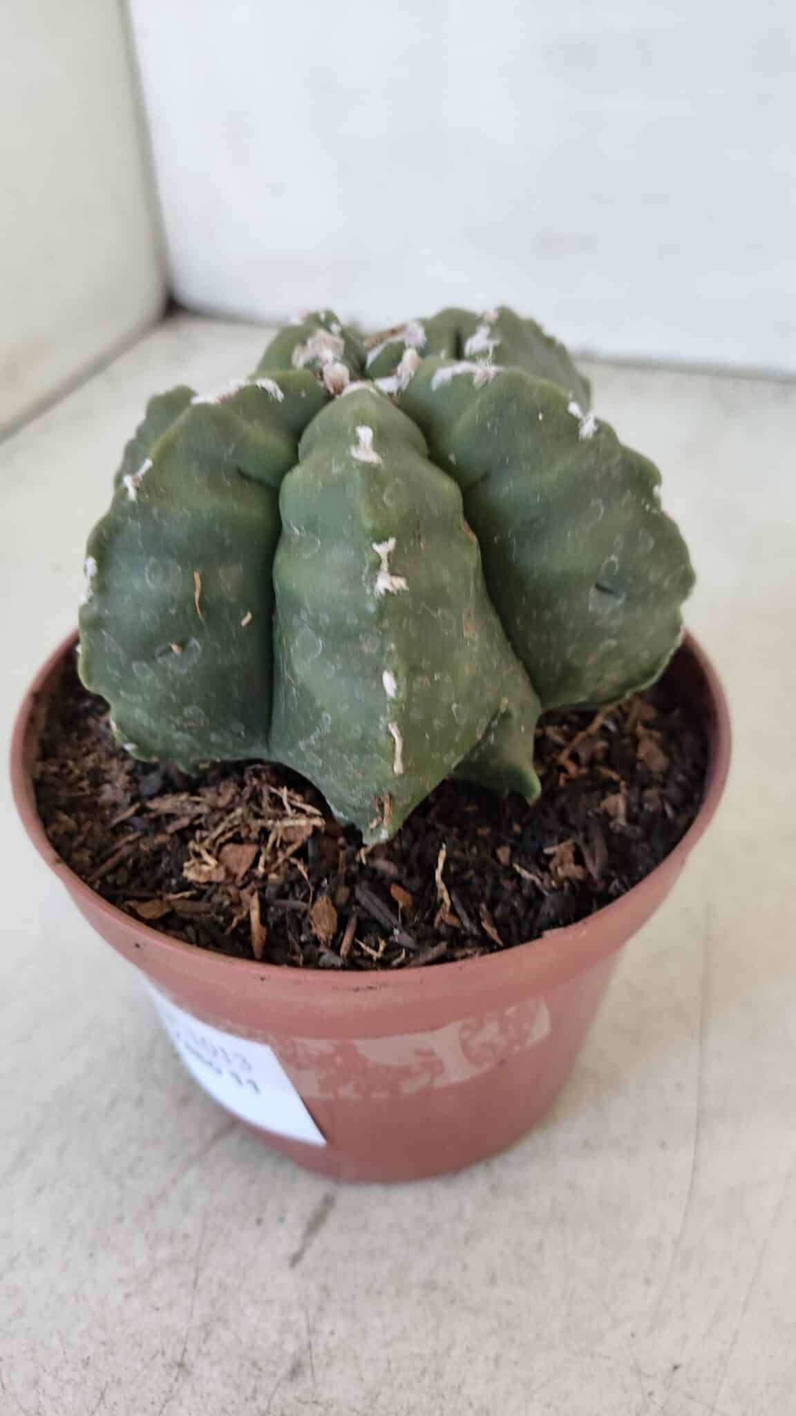 ASTROPHYTUM MYRIOSTIGMA "Multicostatum - 6 quinas "  Nº 1013 – vaso 11