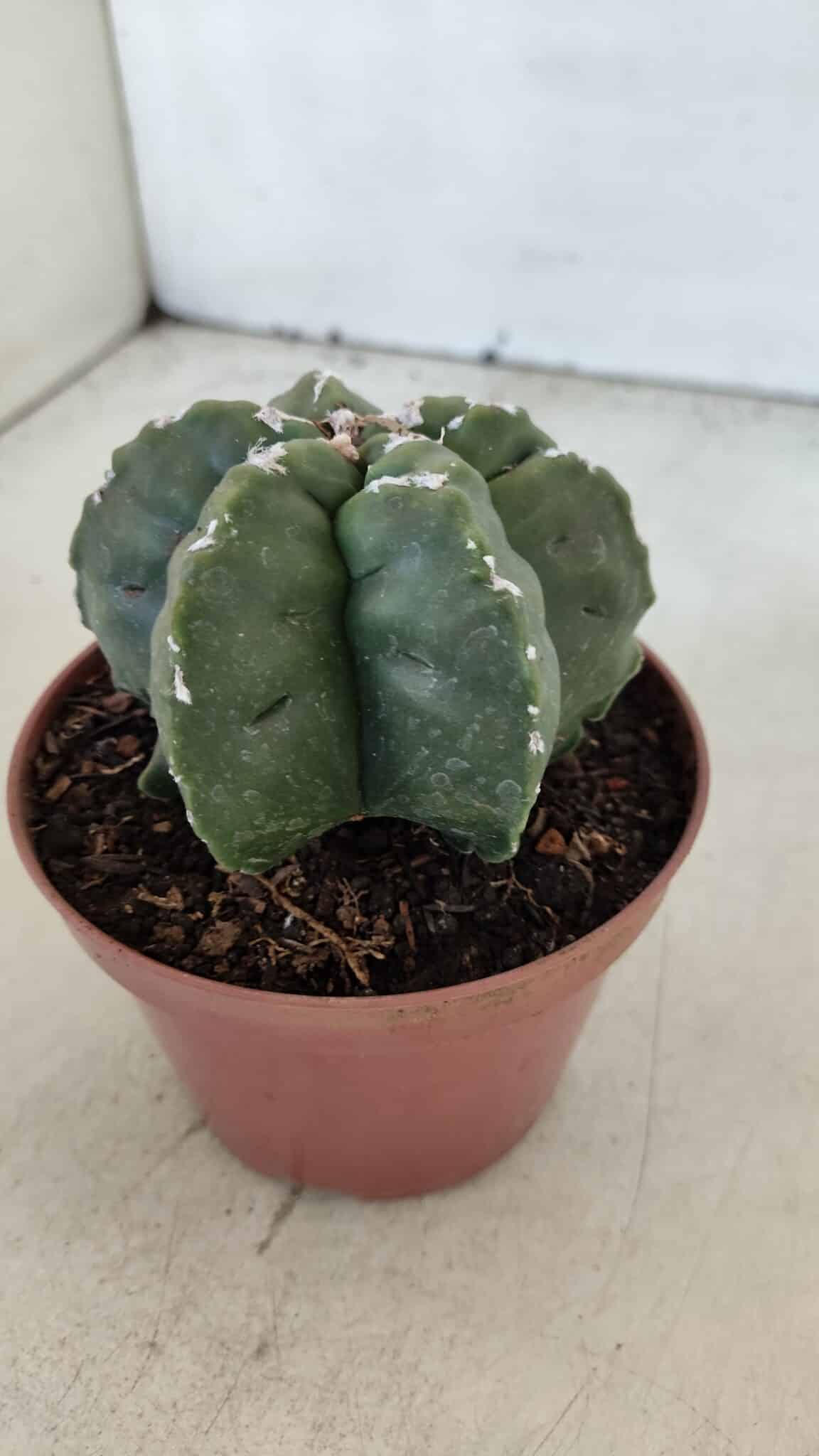 ASTROPHYTUM MYRIOSTIGMA "Multicostatum - 6 quinas "  Nº 1013 – vaso 11