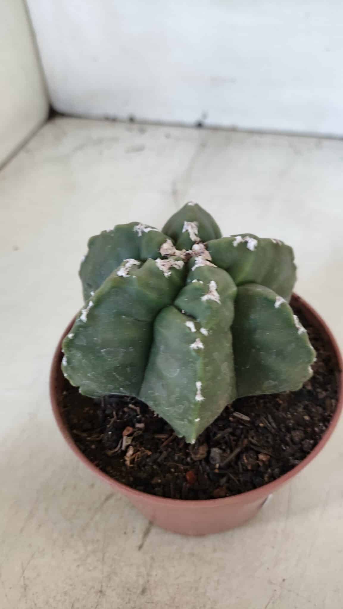 ASTROPHYTUM MYRIOSTIGMA "Multicostatum - 6 quinas "  Nº 1013 – vaso 11
