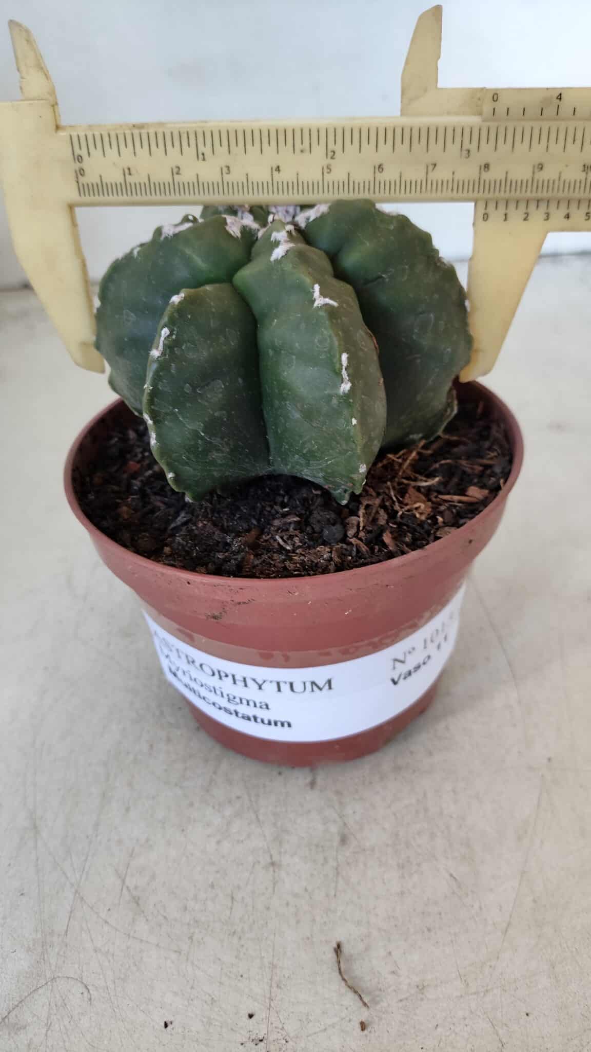 ASTROPHYTUM MYRIOSTIGMA "Multicostatum - 6 quinas "  Nº 1013 – vaso 11