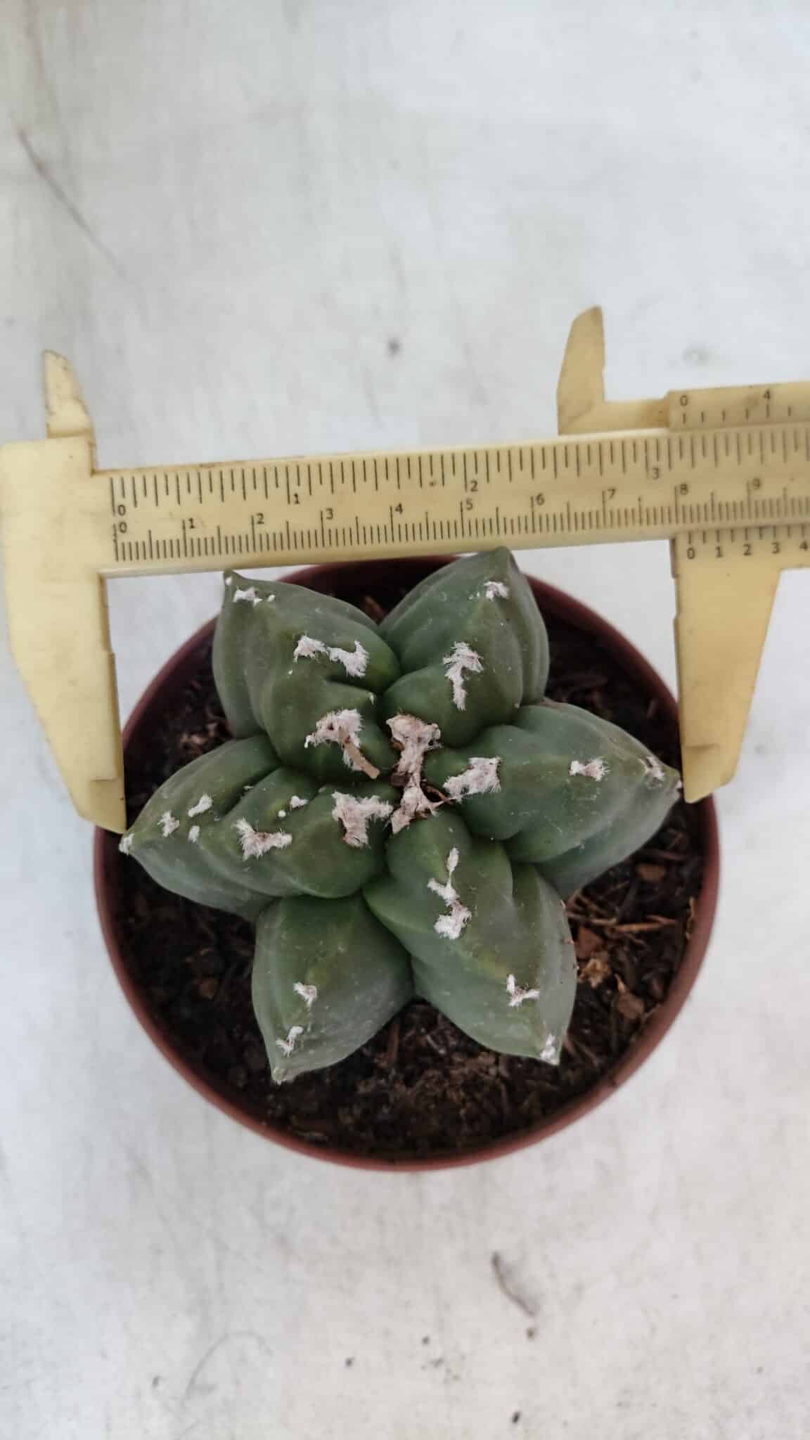 ASTROPHYTUM MYRIOSTIGMA "Multicostatum - 6 quinas "  Nº 1013 – vaso 11