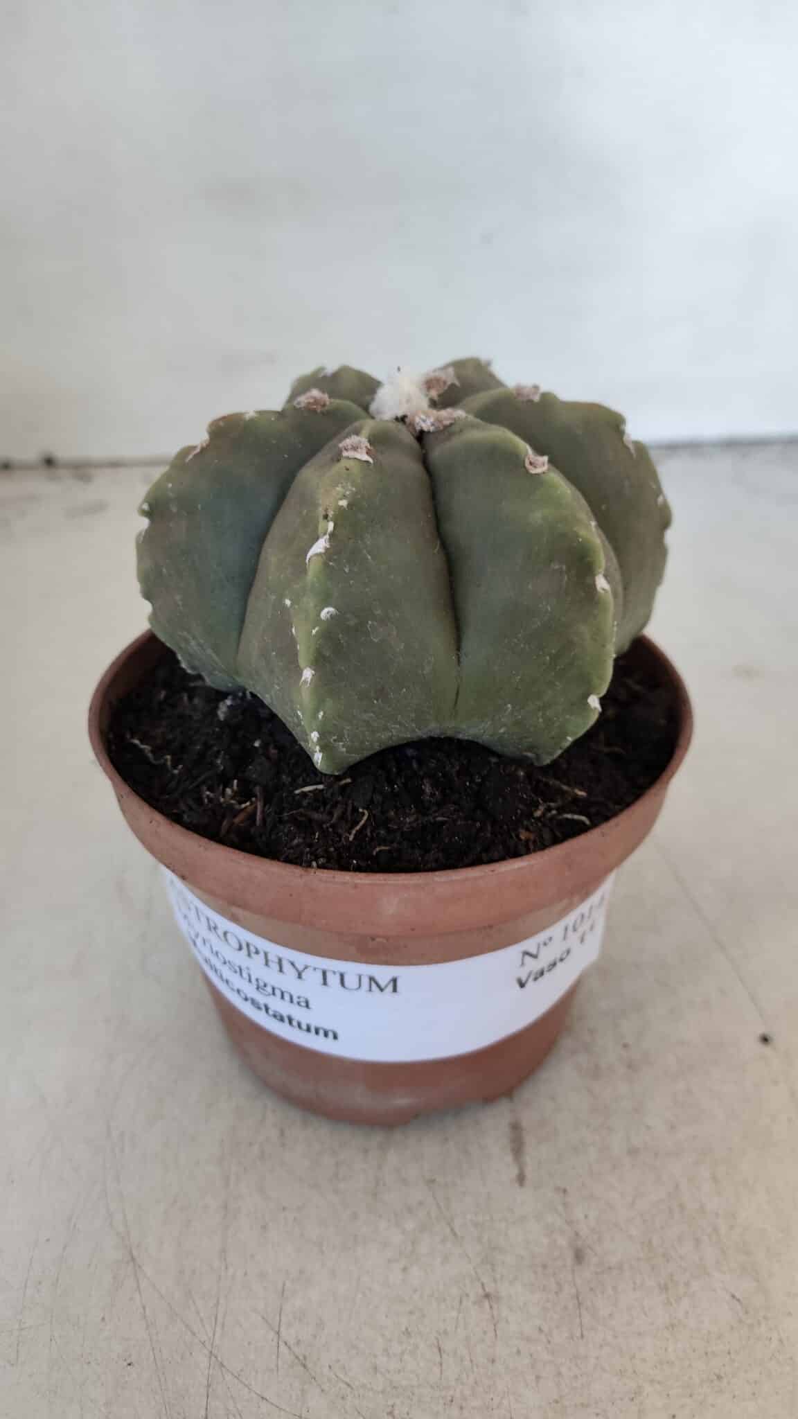 ASTROPHYTUM MYRIOSTIGMA "Multicostatum - 6 quinas "  Nº 1014 – vaso 11
