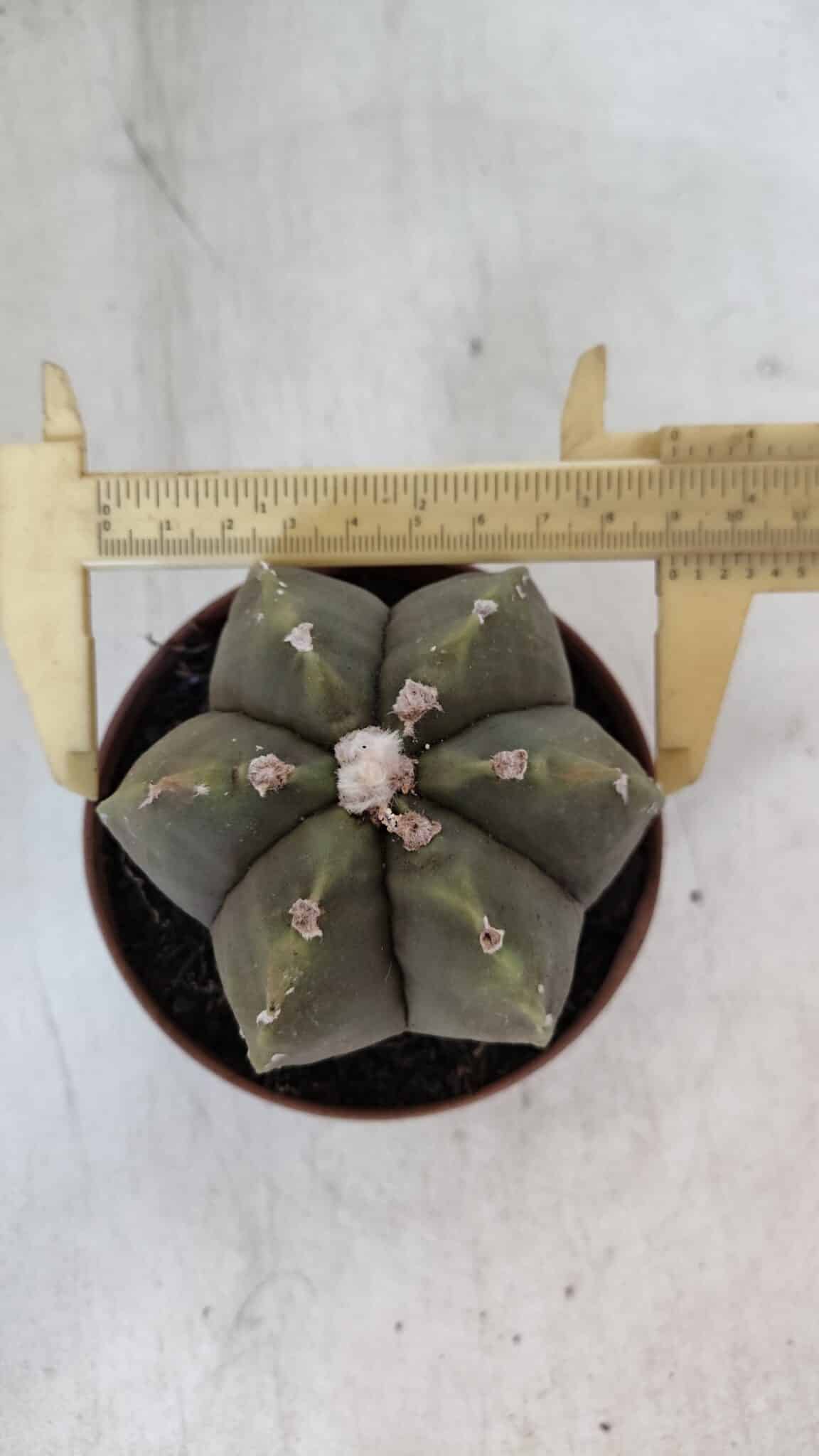 ASTROPHYTUM MYRIOSTIGMA "Multicostatum - 6 quinas "  Nº 1014 – vaso 11