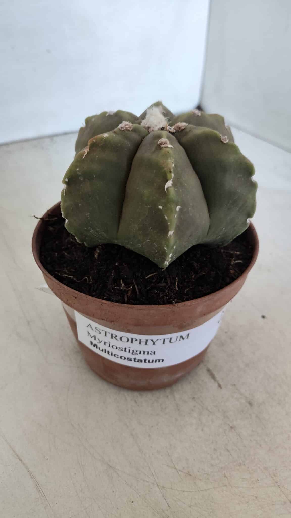 ASTROPHYTUM MYRIOSTIGMA "Multicostatum - 6 quinas "  Nº 1014 – vaso 11