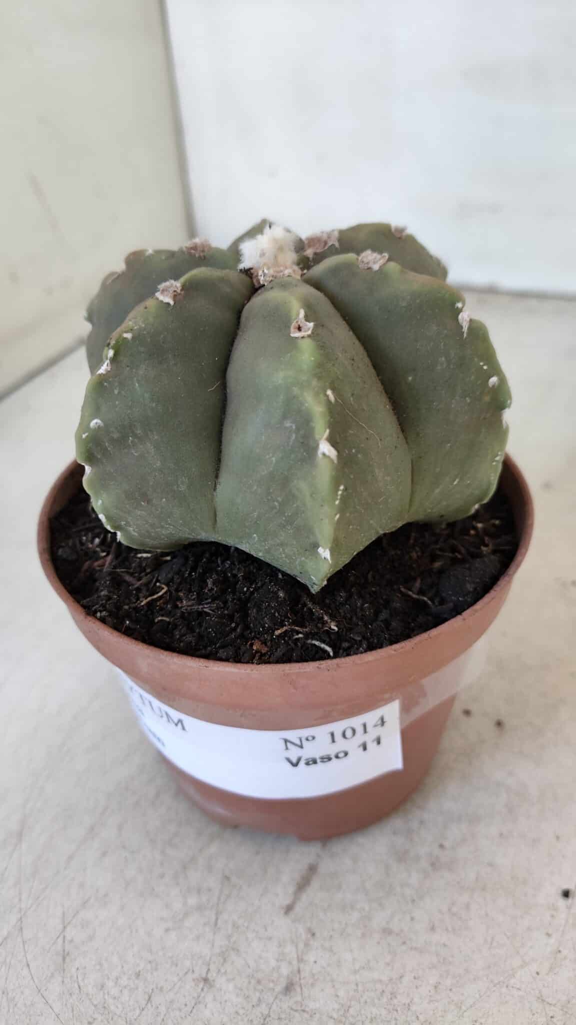 ASTROPHYTUM MYRIOSTIGMA "Multicostatum - 6 quinas "  Nº 1014 – vaso 11