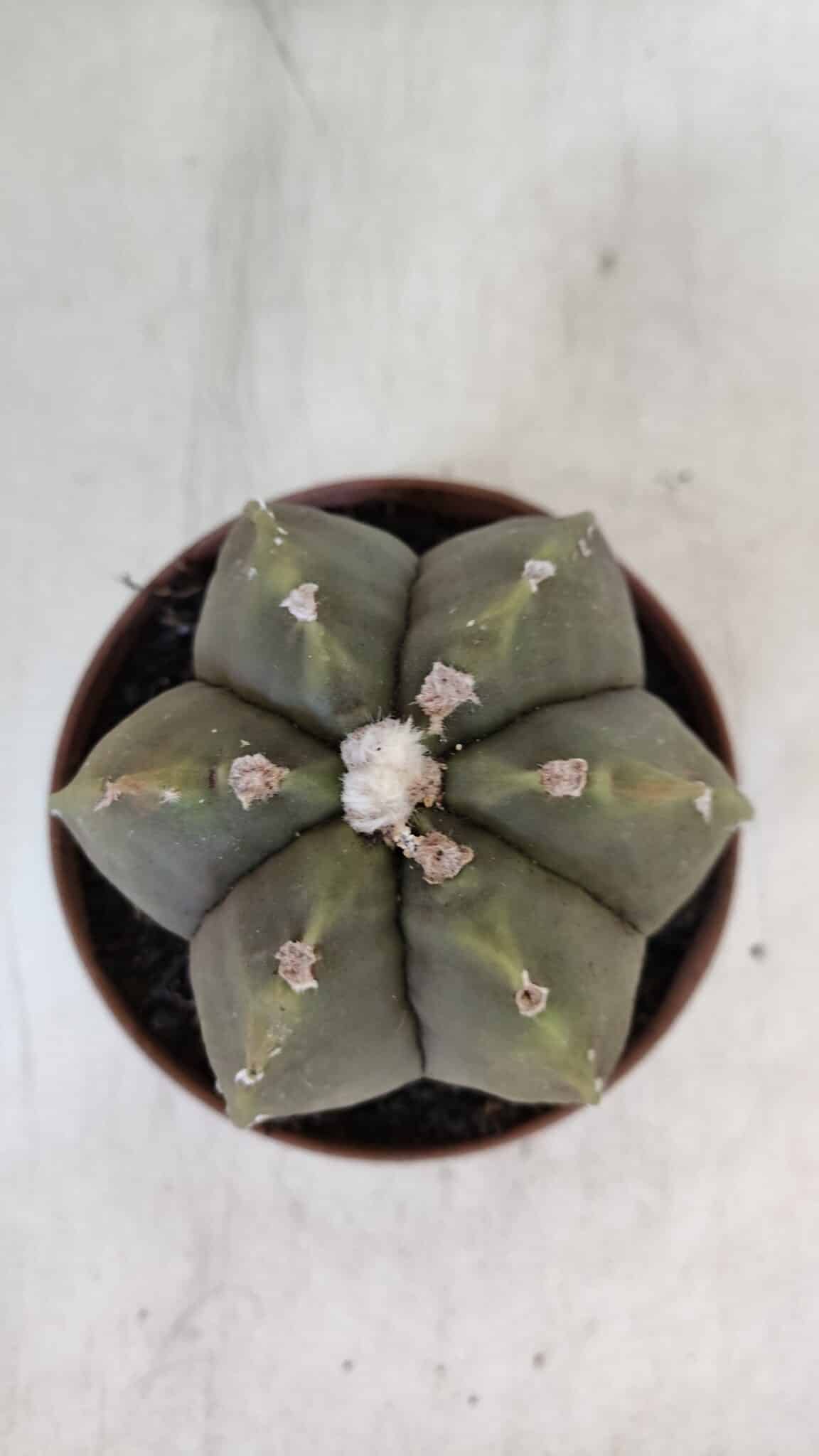 ASTROPHYTUM MYRIOSTIGMA "Multicostatum - 6 quinas "  Nº 1014 – vaso 11