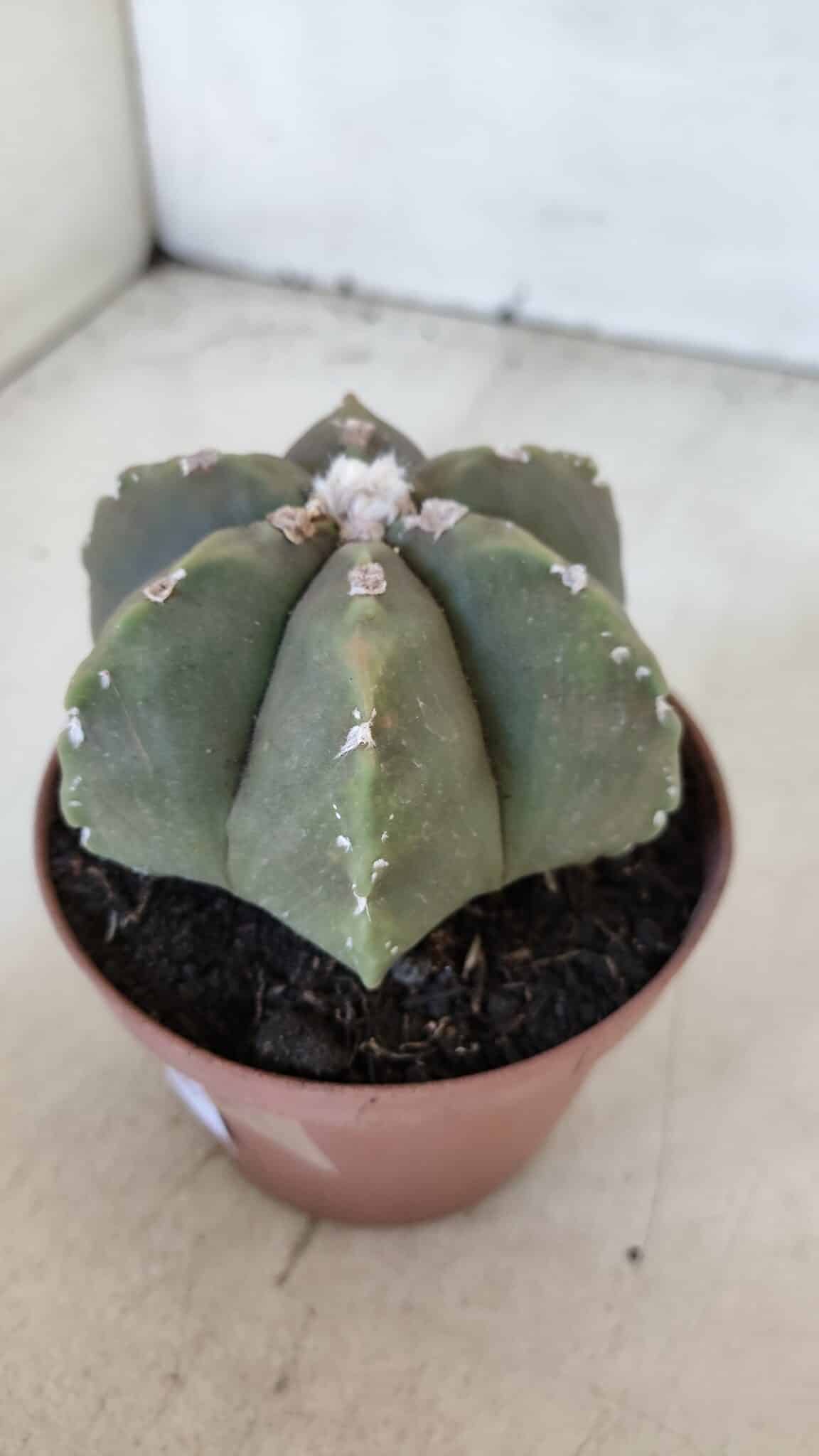 ASTROPHYTUM MYRIOSTIGMA "Multicostatum - 6 quinas "  Nº 1014 – vaso 11
