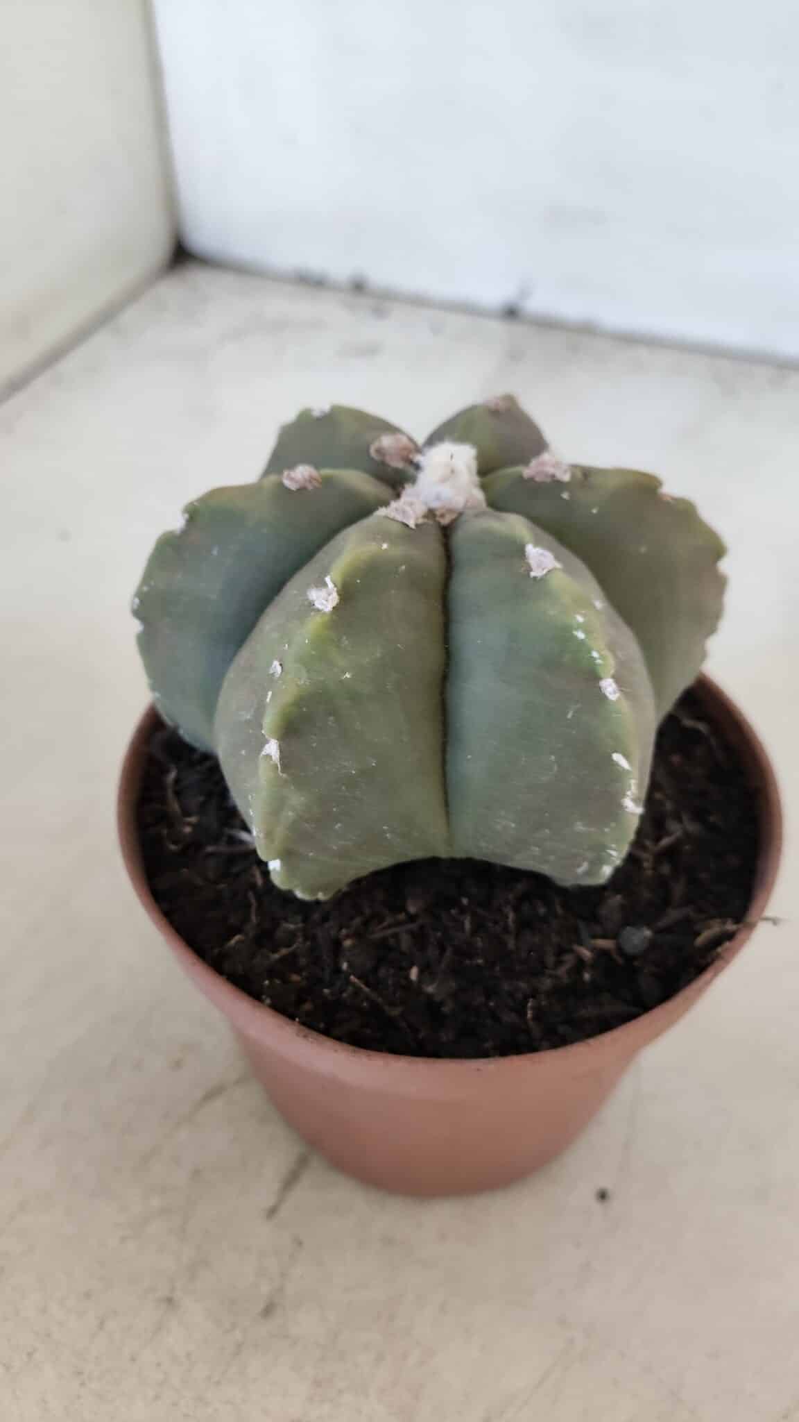 ASTROPHYTUM MYRIOSTIGMA "Multicostatum - 6 quinas "  Nº 1014 – vaso 11