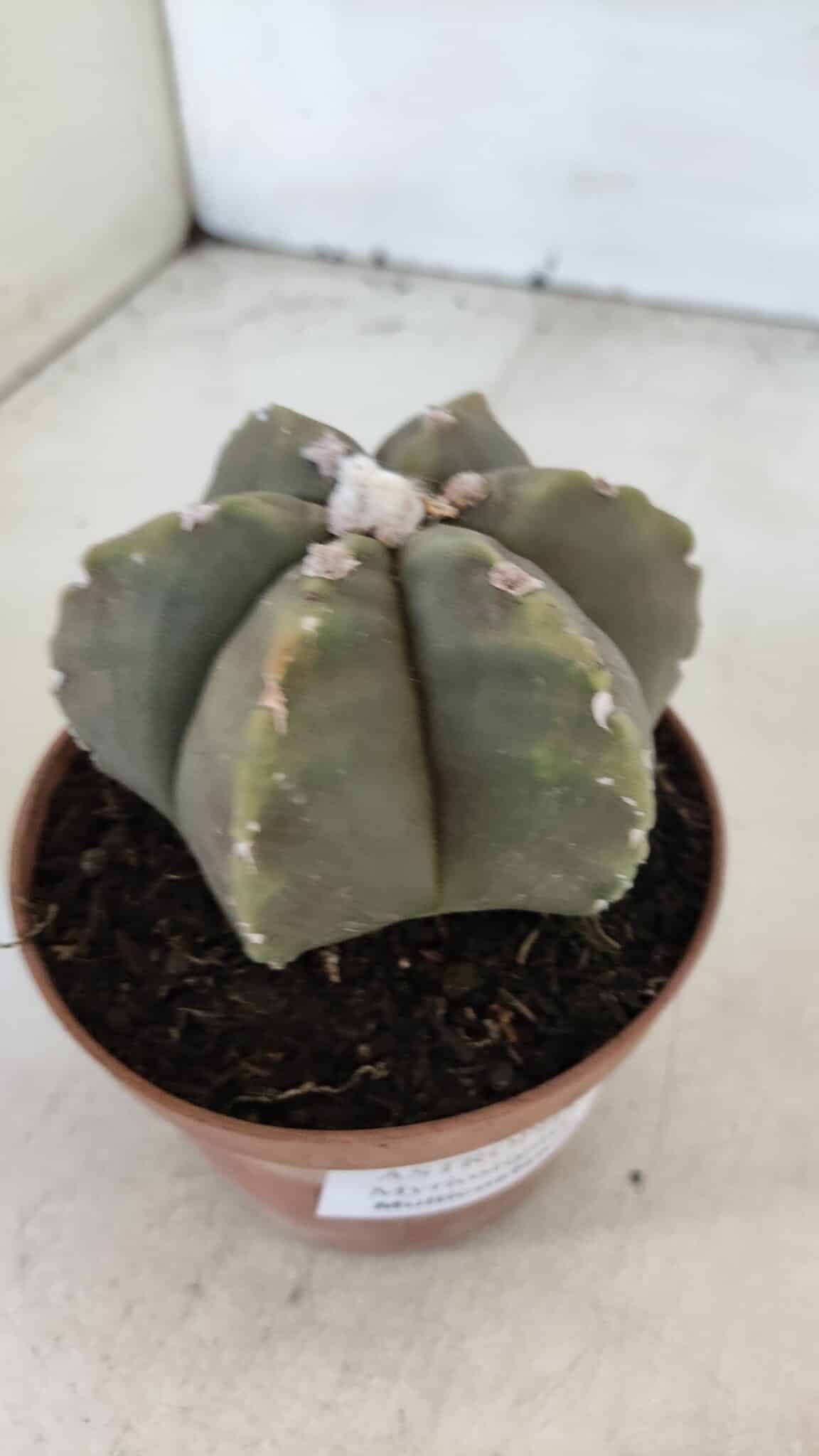ASTROPHYTUM MYRIOSTIGMA "Multicostatum - 6 quinas "  Nº 1014 – vaso 11