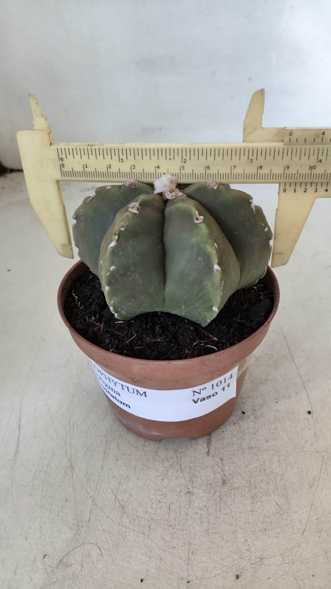ASTROPHYTUM MYRIOSTIGMA "Multicostatum - 6 quinas "  Nº 1014 – vaso 11