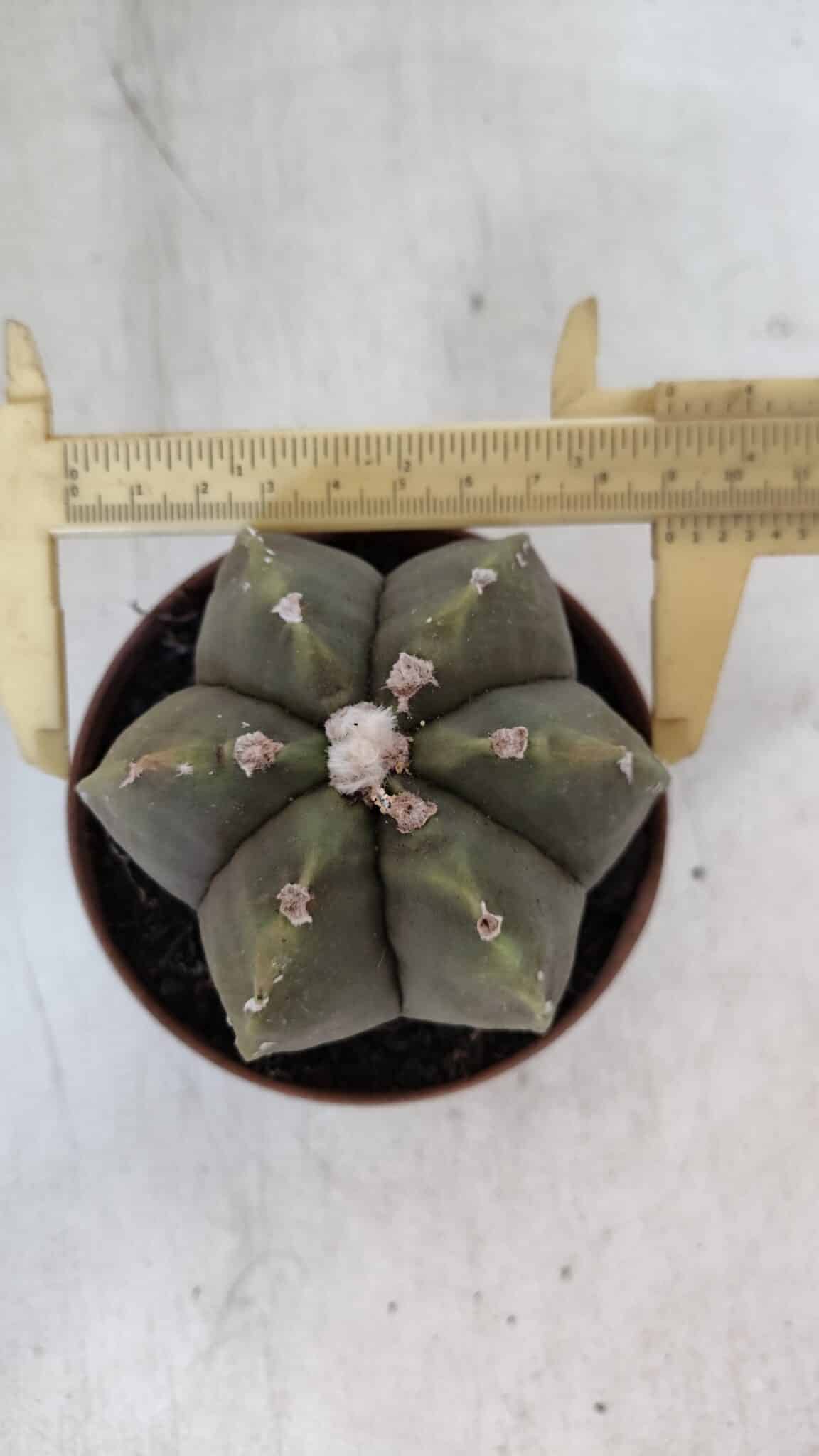 ASTROPHYTUM MYRIOSTIGMA "Multicostatum - 6 quinas "  Nº 1014 – vaso 11