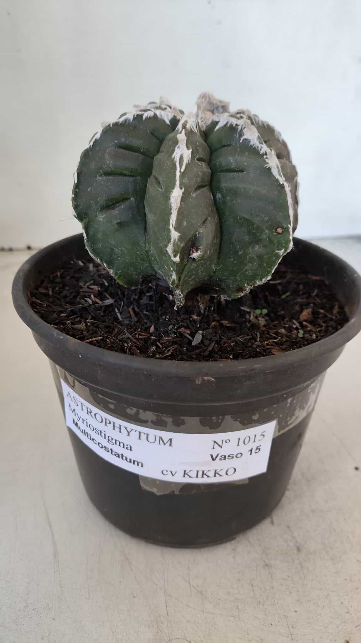 ASTROPHYTUM MYRIOSTIGMA cv KIKKO "Multicostatum - 6 quinas "  Nº 1015 – vaso 15