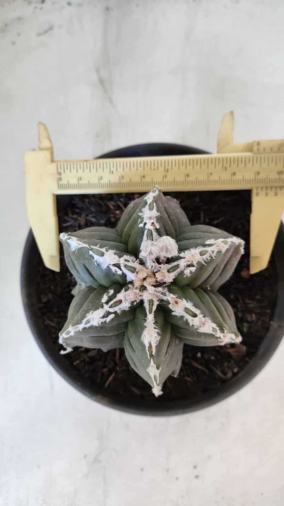 ASTROPHYTUM MYRIOSTIGMA cv KIKKO "Multicostatum - 6 quinas "  Nº 1015 – vaso 15