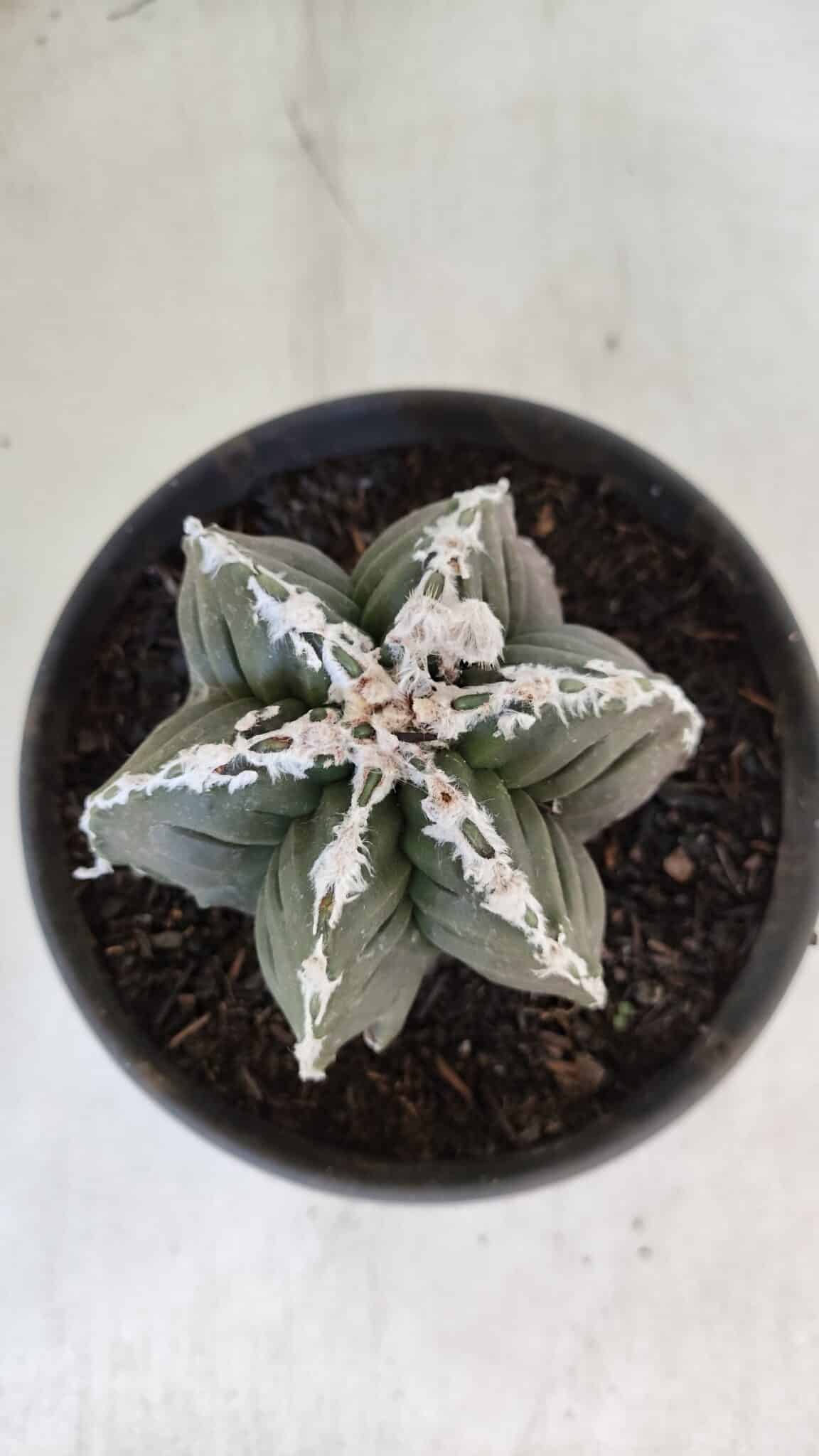 ASTROPHYTUM MYRIOSTIGMA cv KIKKO "Multicostatum - 6 quinas "  Nº 1015 – vaso 15