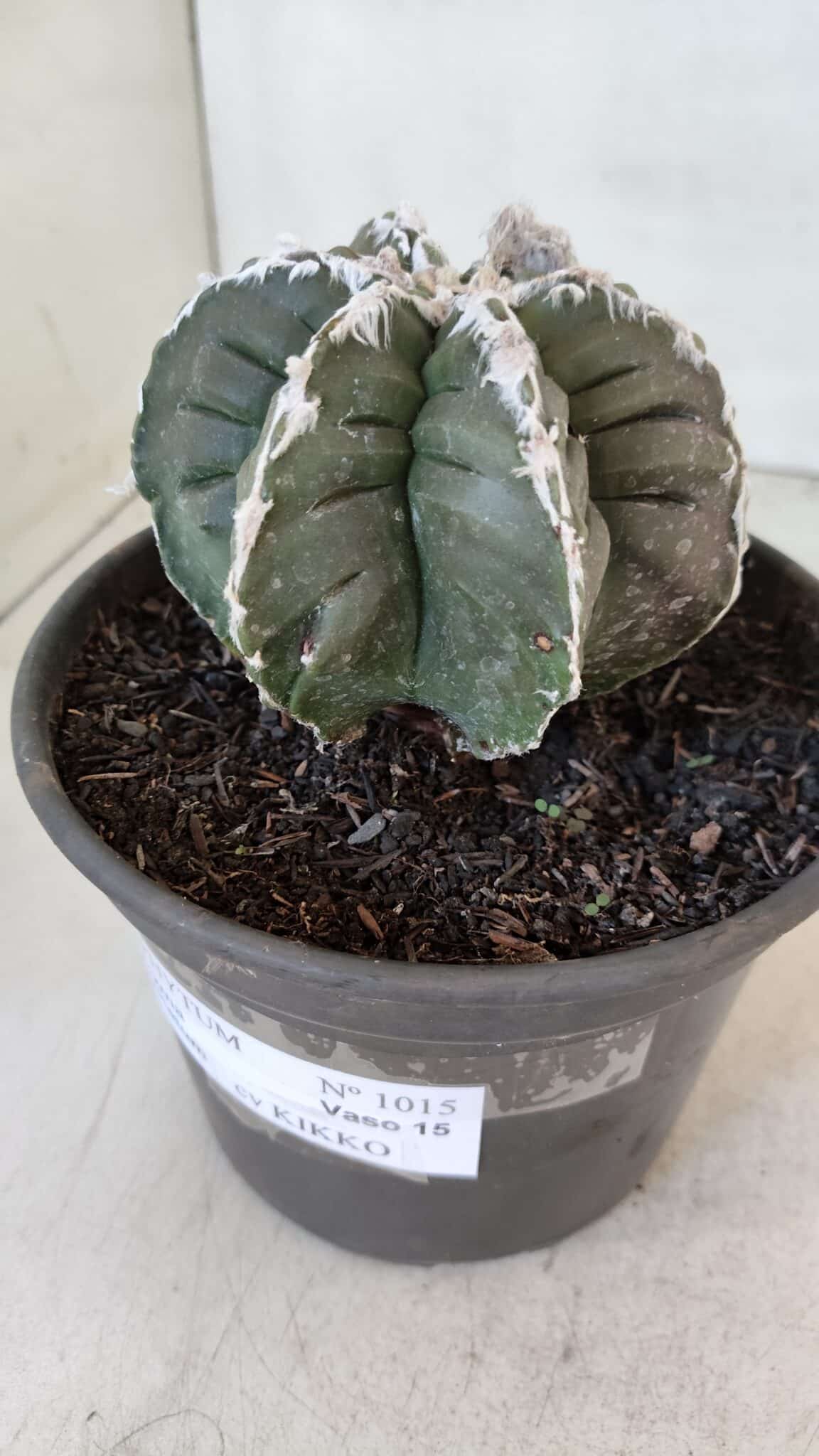 ASTROPHYTUM MYRIOSTIGMA cv KIKKO "Multicostatum - 6 quinas "  Nº 1015 – vaso 15