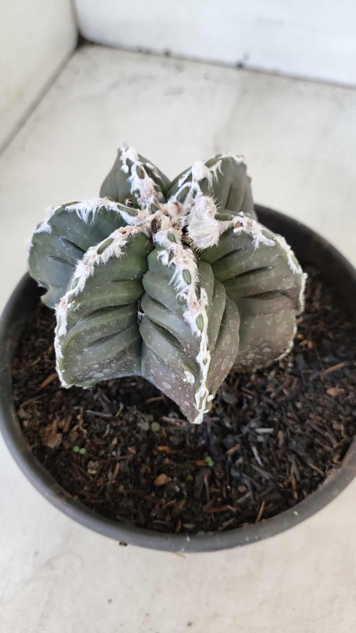 ASTROPHYTUM MYRIOSTIGMA cv KIKKO "Multicostatum - 6 quinas "  Nº 1015 – vaso 15