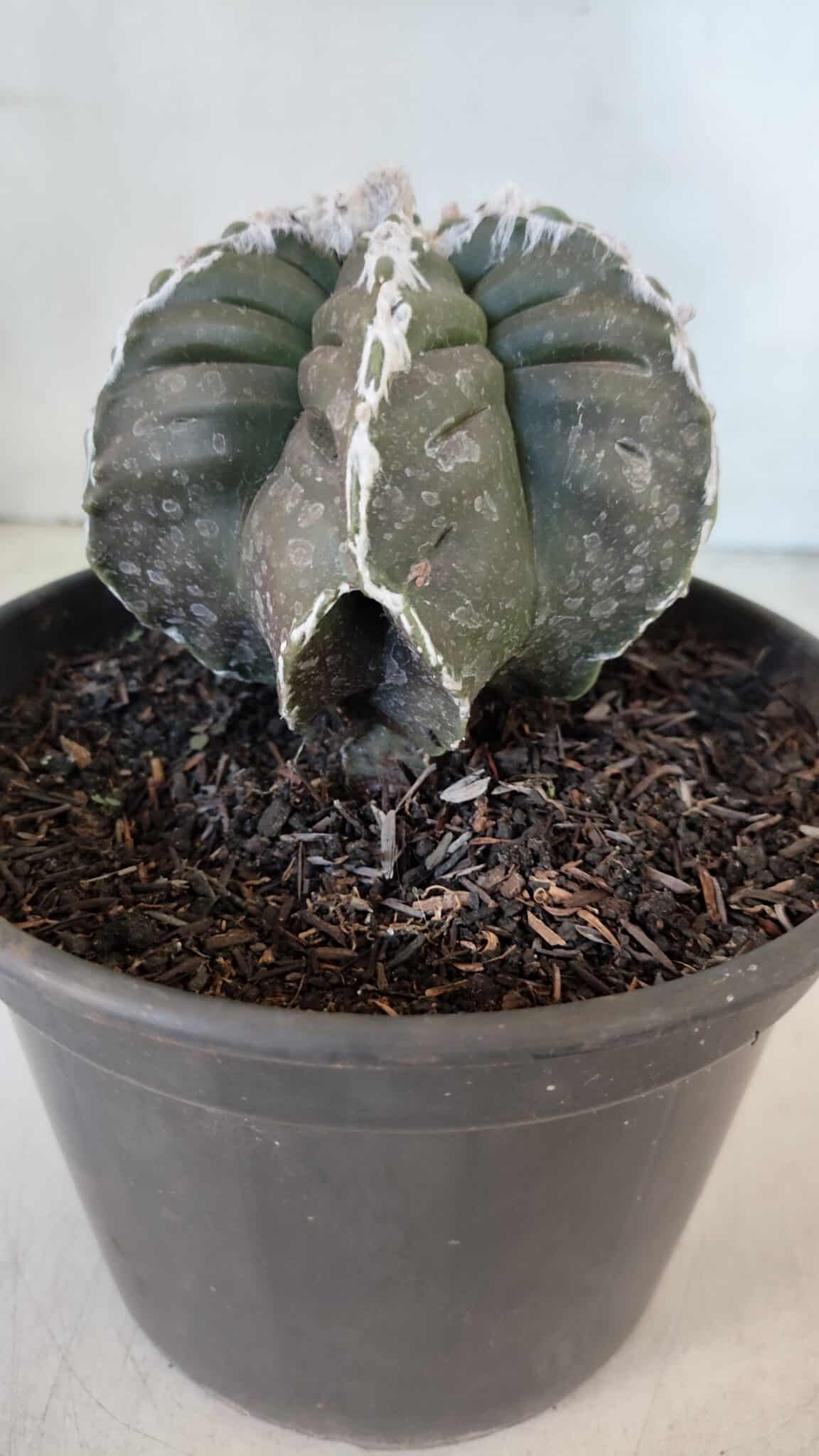 ASTROPHYTUM MYRIOSTIGMA cv KIKKO "Multicostatum - 6 quinas "  Nº 1015 – vaso 15