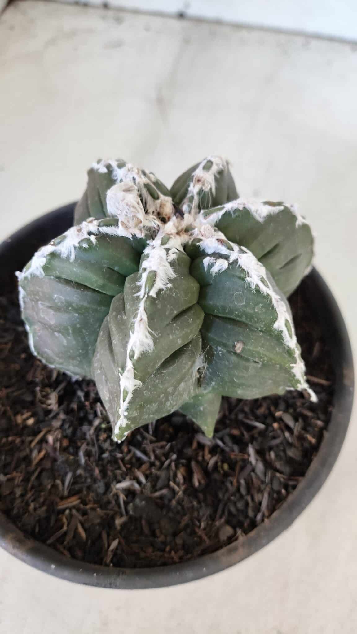 ASTROPHYTUM MYRIOSTIGMA cv KIKKO "Multicostatum - 6 quinas "  Nº 1015 – vaso 15