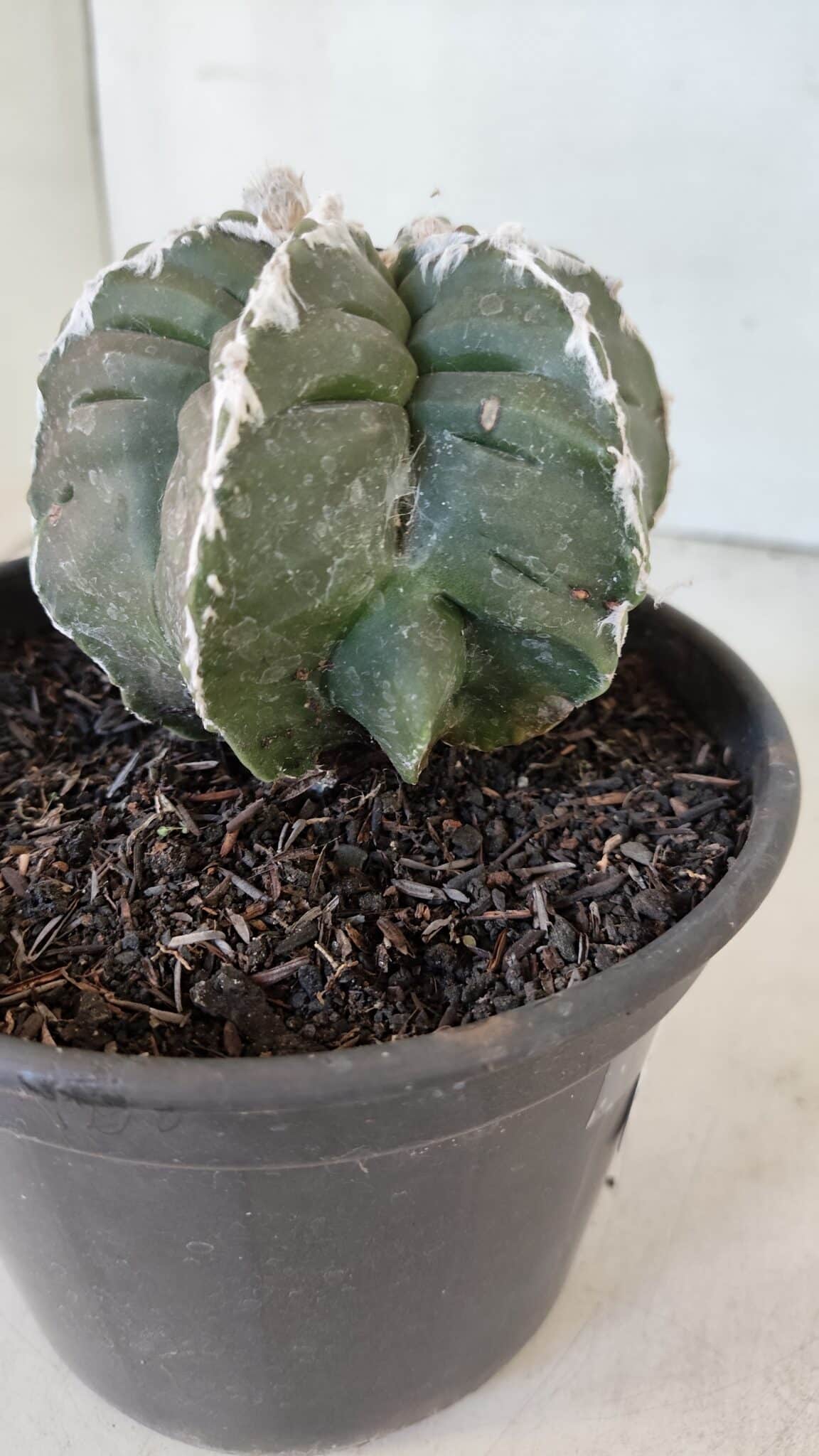 ASTROPHYTUM MYRIOSTIGMA cv KIKKO "Multicostatum - 6 quinas "  Nº 1015 – vaso 15