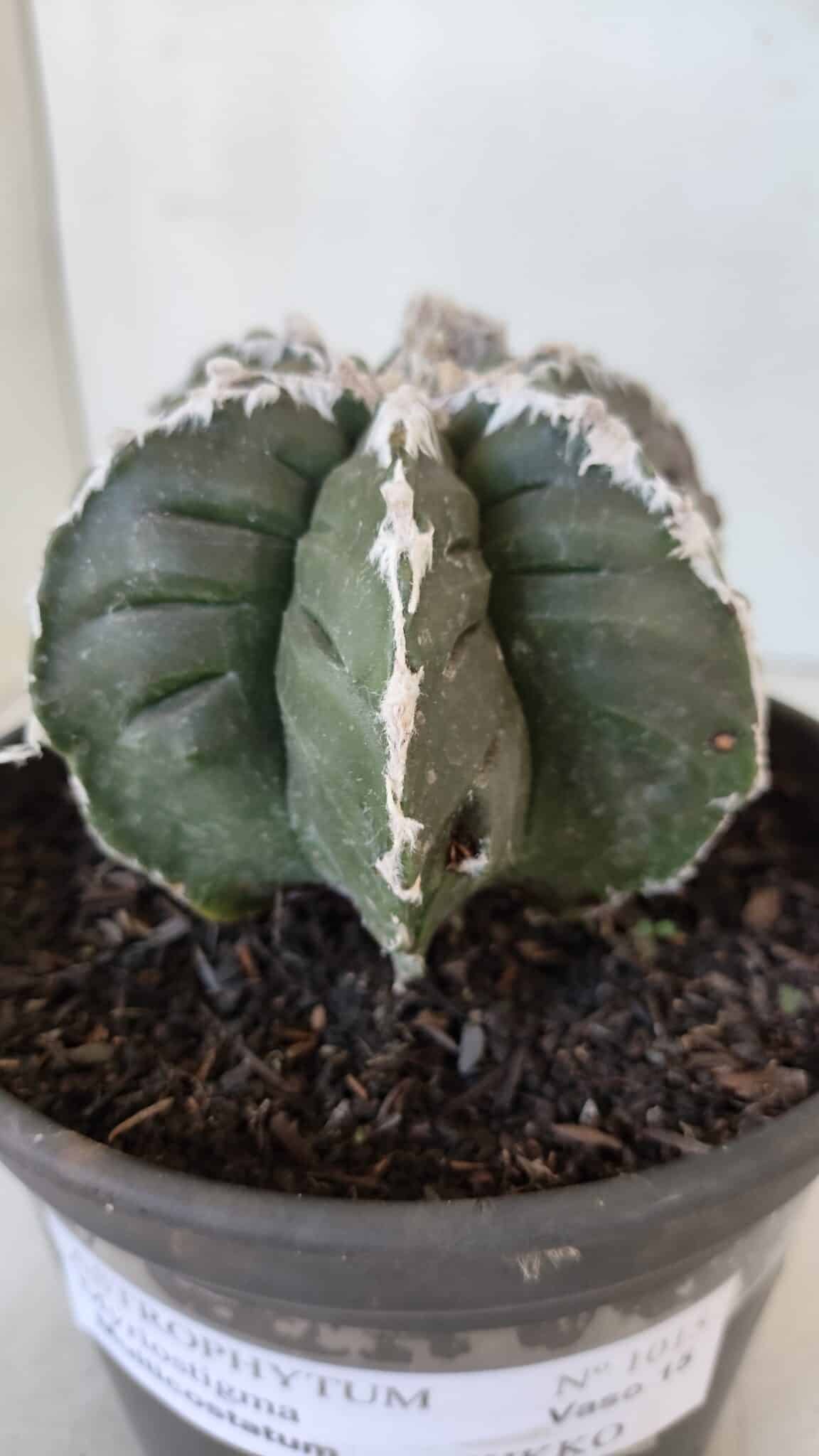 ASTROPHYTUM MYRIOSTIGMA cv KIKKO "Multicostatum - 6 quinas "  Nº 1015 – vaso 15