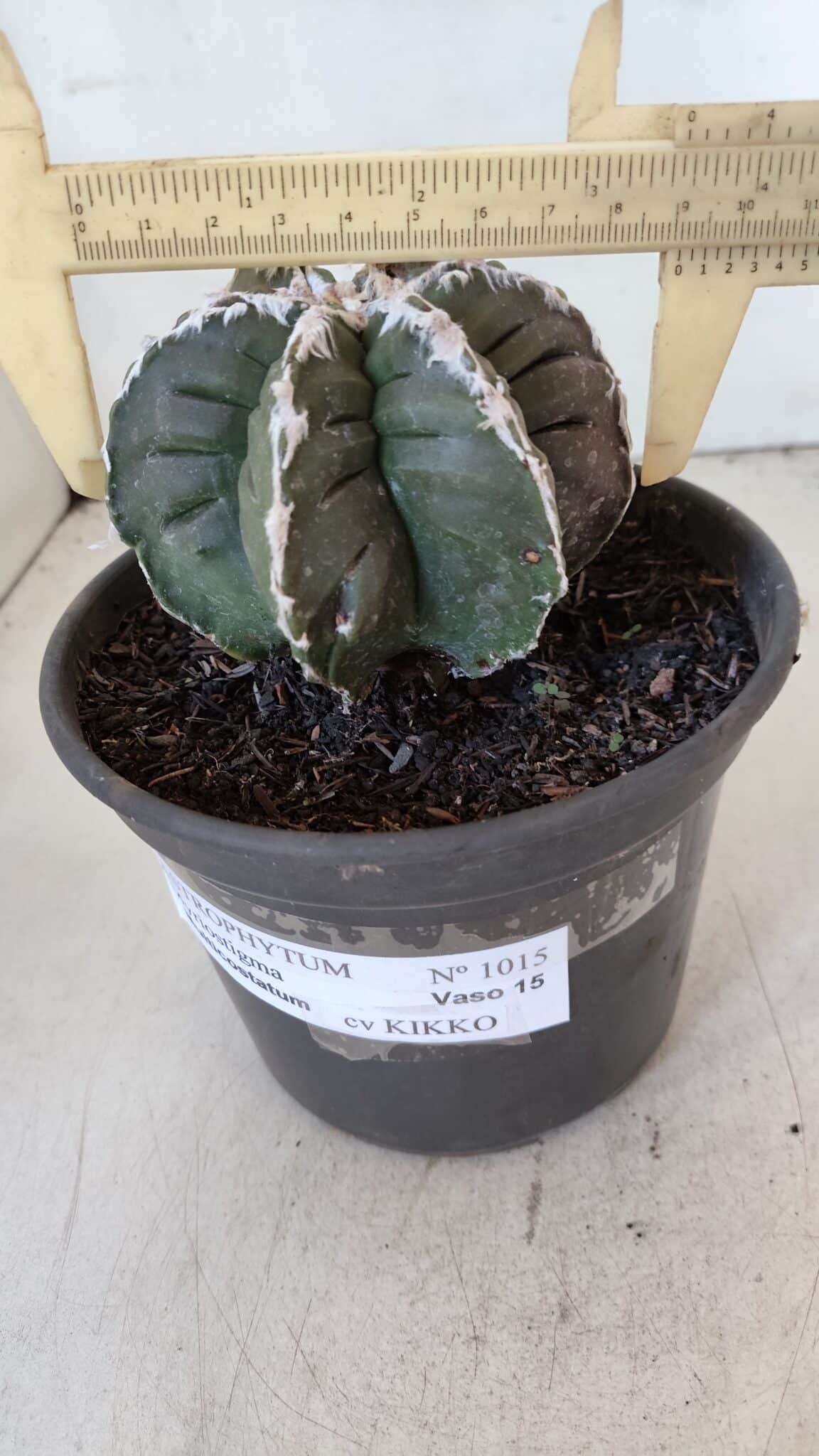 ASTROPHYTUM MYRIOSTIGMA cv KIKKO "Multicostatum - 6 quinas "  Nº 1015 – vaso 15