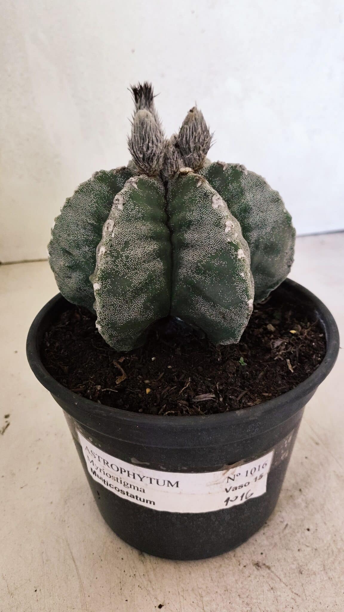 ASTROPHYTUM MYRIOSTIGMA "Multicostatum - 6 quinas "  Nº 1016 – vaso 15 - foto 2