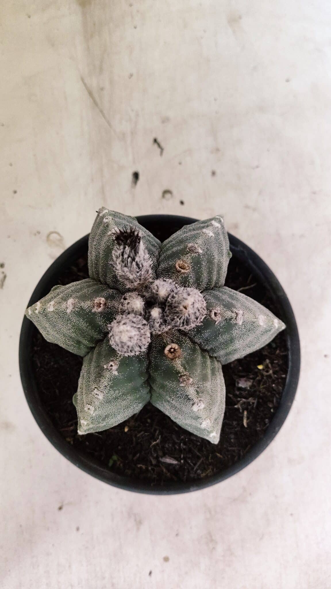 ASTROPHYTUM MYRIOSTIGMA "Multicostatum - 6 quinas "  Nº 1016 – vaso 15 - foto 3