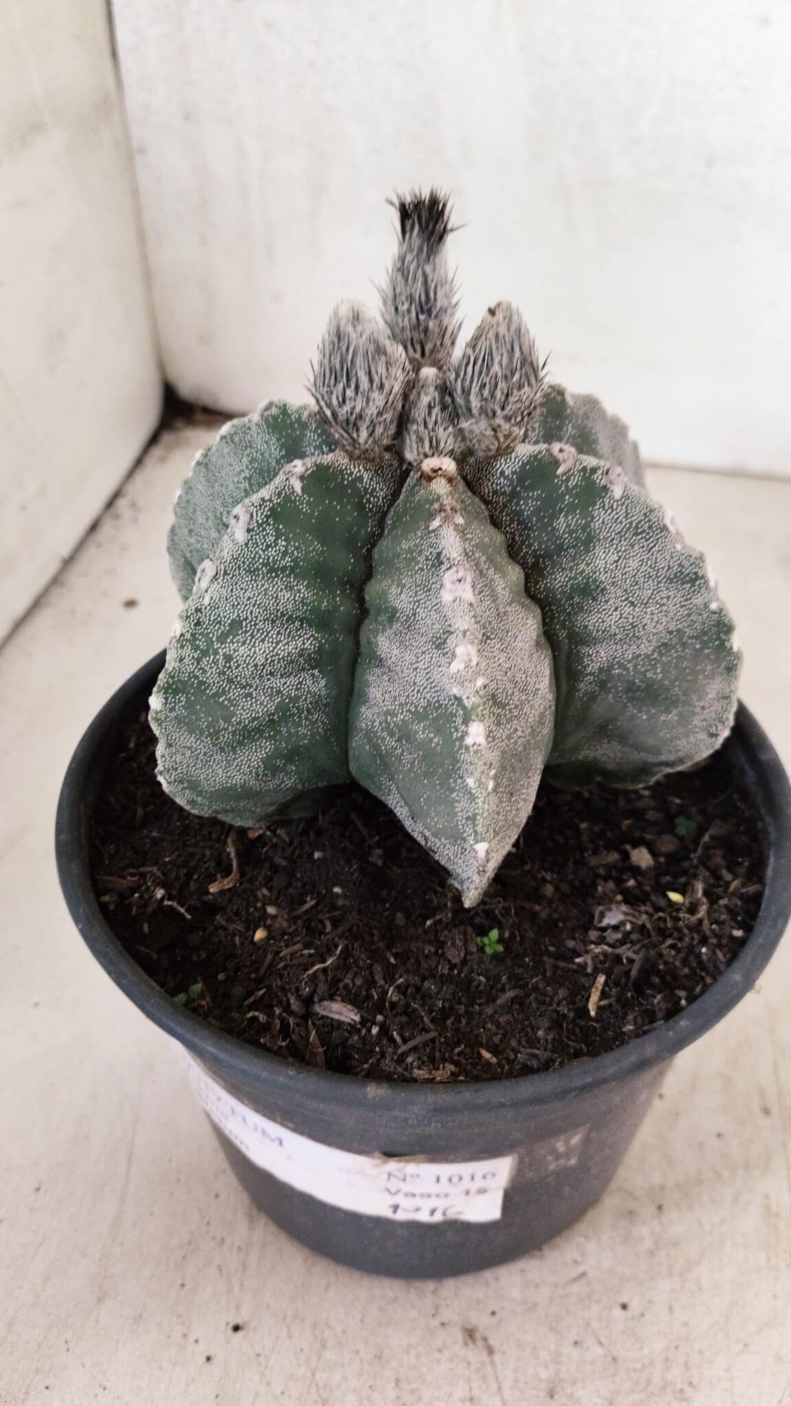 ASTROPHYTUM MYRIOSTIGMA "Multicostatum - 6 quinas "  Nº 1016 – vaso 15 - foto 9