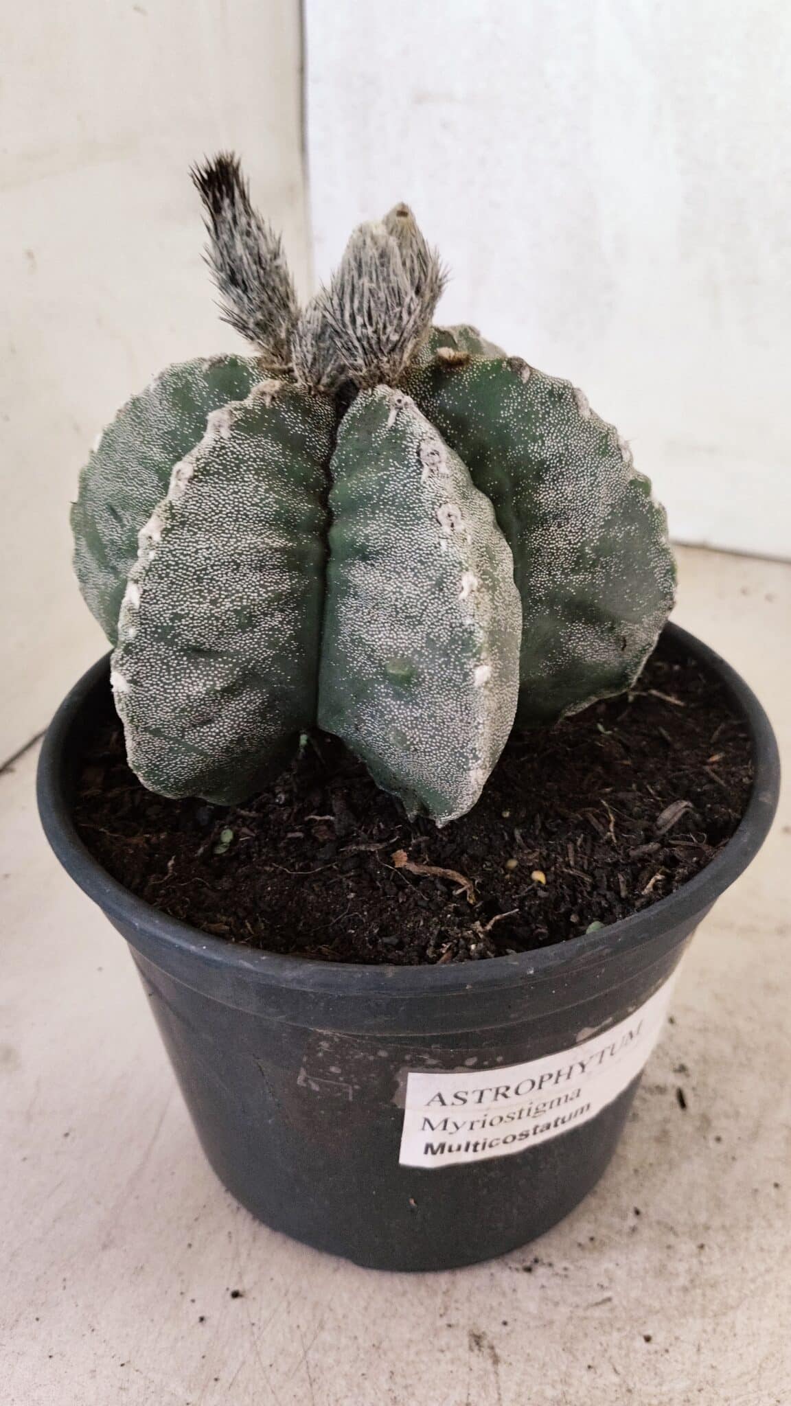 ASTROPHYTUM MYRIOSTIGMA "Multicostatum - 6 quinas "  Nº 1016 – vaso 15 - foto 8