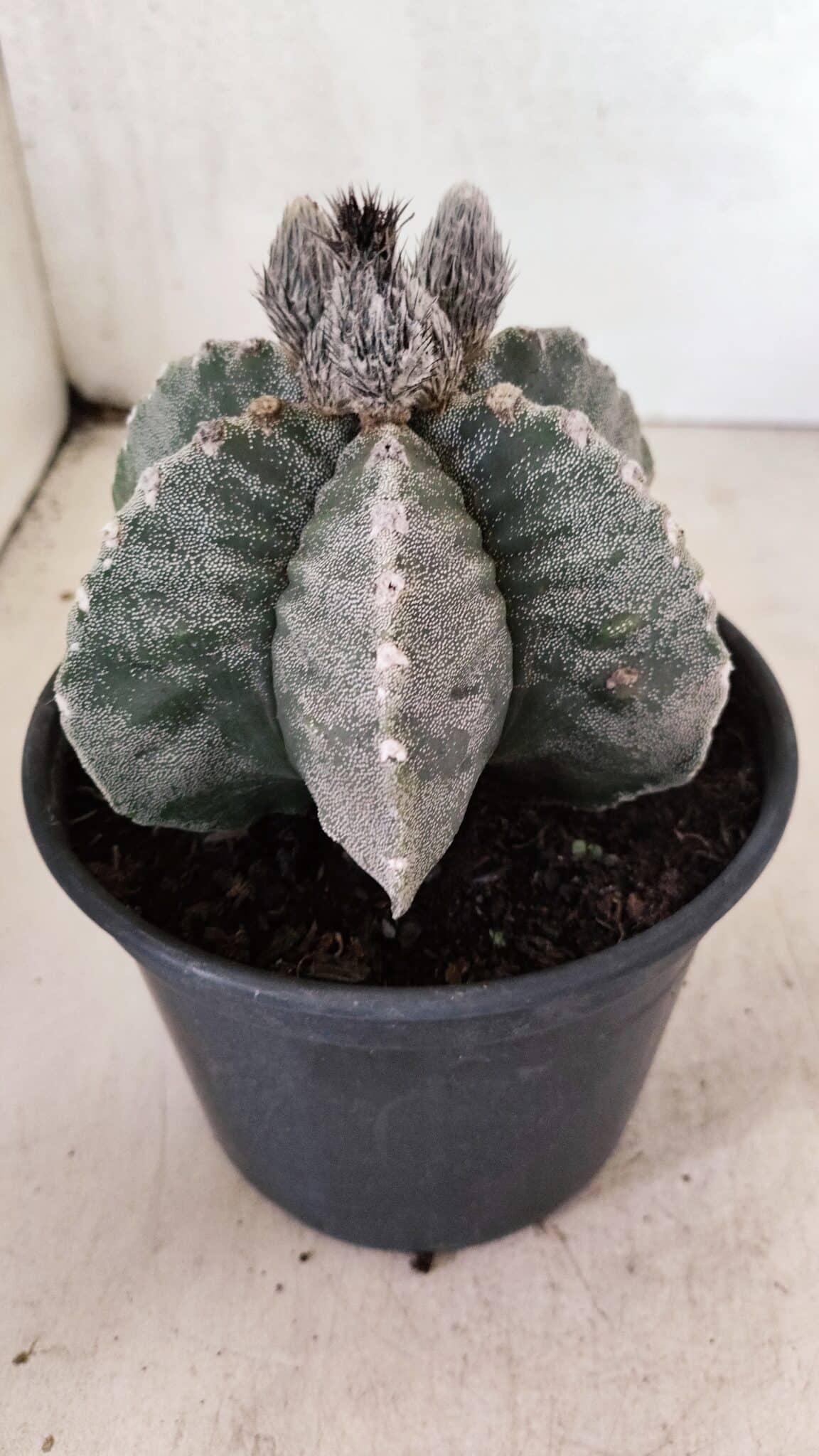ASTROPHYTUM MYRIOSTIGMA "Multicostatum - 6 quinas "  Nº 1016 – vaso 15 - foto 7