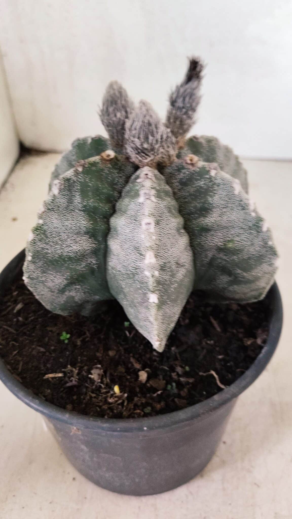 ASTROPHYTUM MYRIOSTIGMA "Multicostatum - 6 quinas "  Nº 1016 – vaso 15 - foto 6