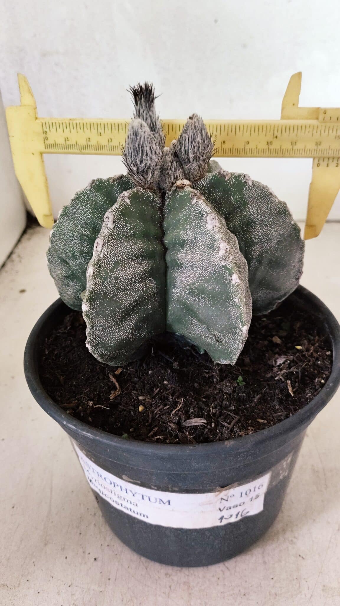 ASTROPHYTUM MYRIOSTIGMA "Multicostatum - 6 quinas "  Nº 1016 – vaso 15 - foto 4