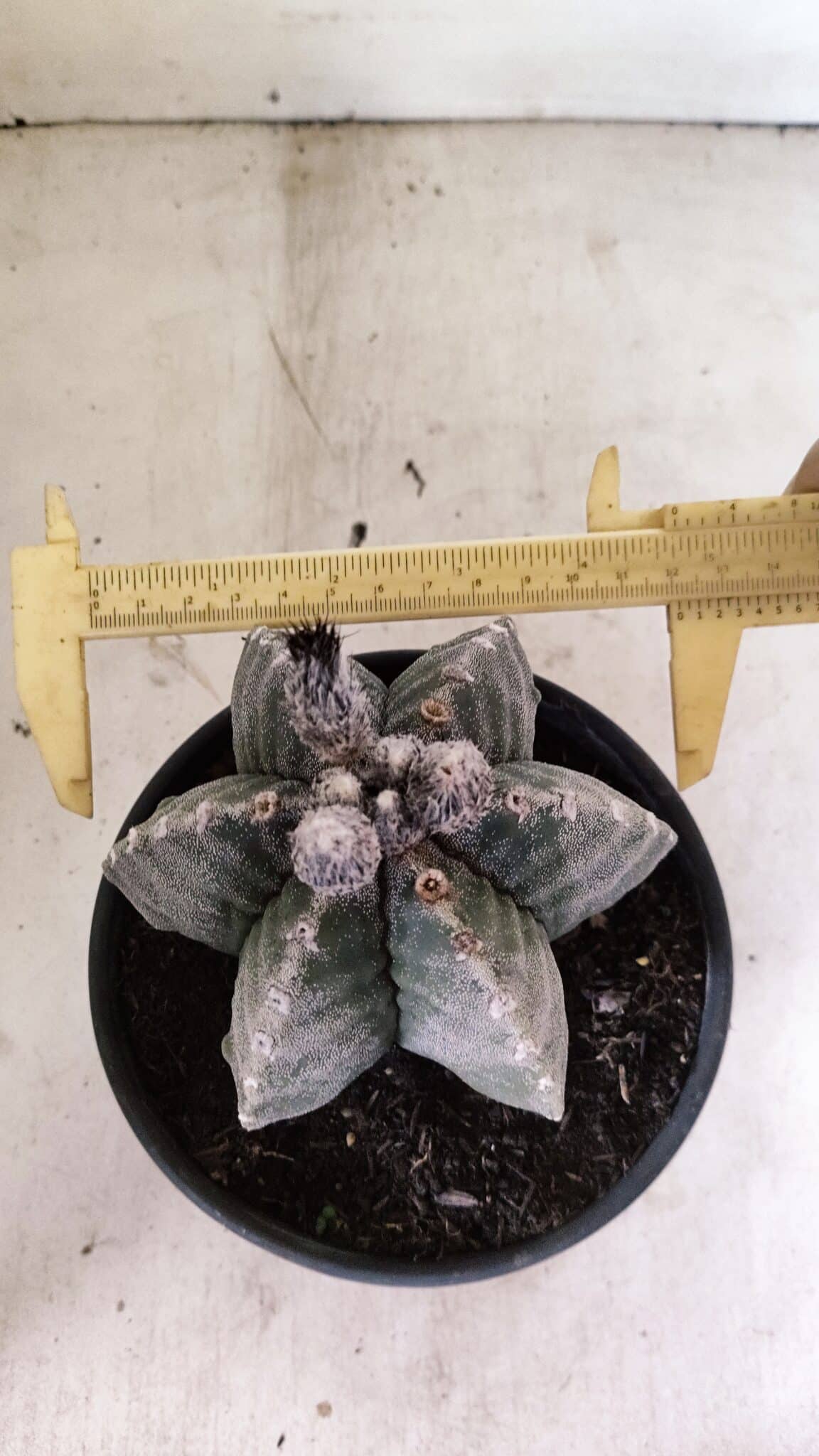 ASTROPHYTUM MYRIOSTIGMA "Multicostatum - 6 quinas "  Nº 1016 – vaso 15 - foto 5