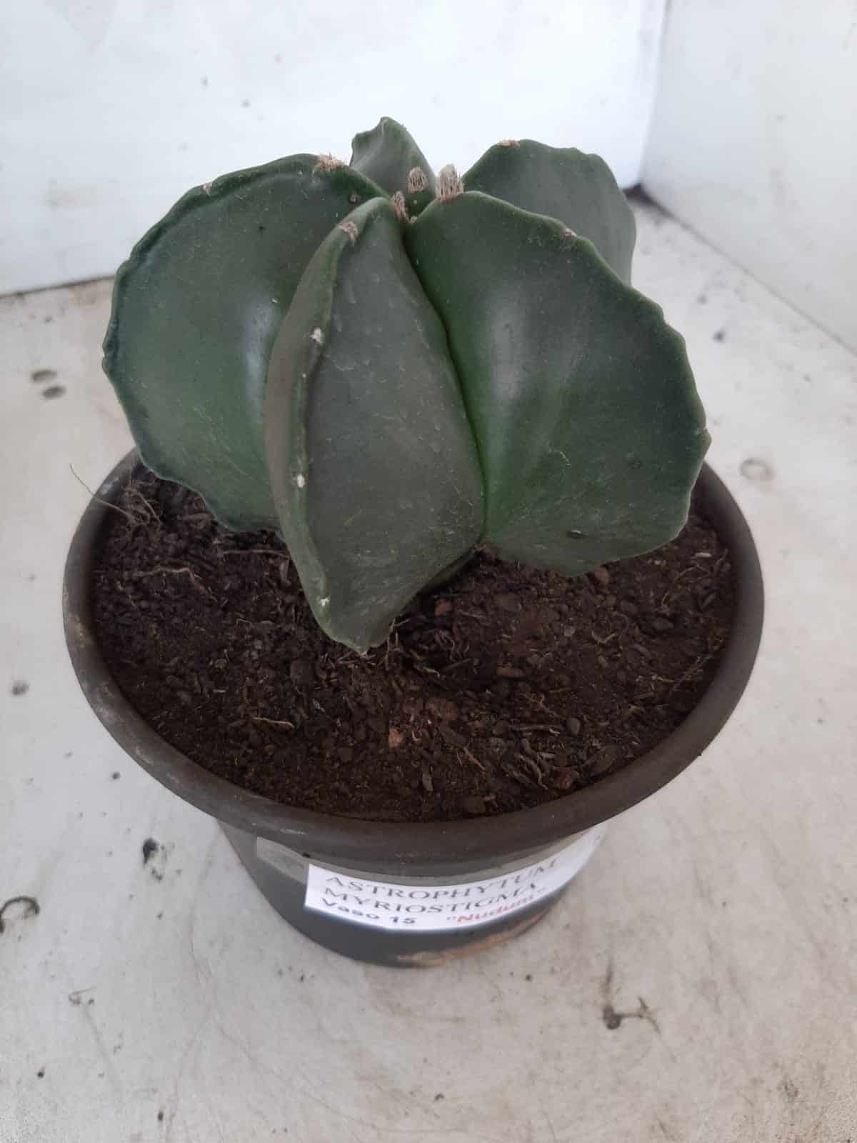 ASTROPHYTUM MYRIOSTIGMA "Nudum  Nº 388 – vaso 15