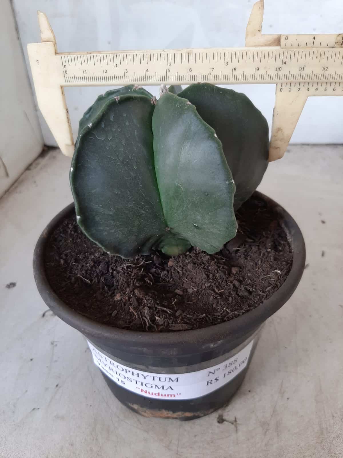 ASTROPHYTUM MYRIOSTIGMA "Nudum  Nº 388 – vaso 15