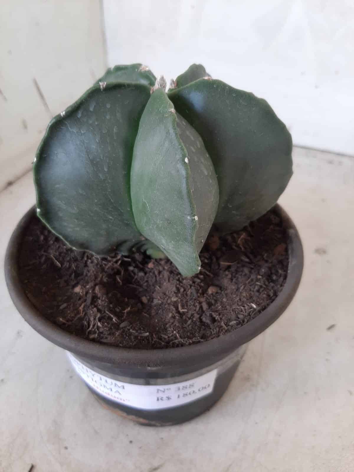 ASTROPHYTUM MYRIOSTIGMA "Nudum  Nº 388 – vaso 15