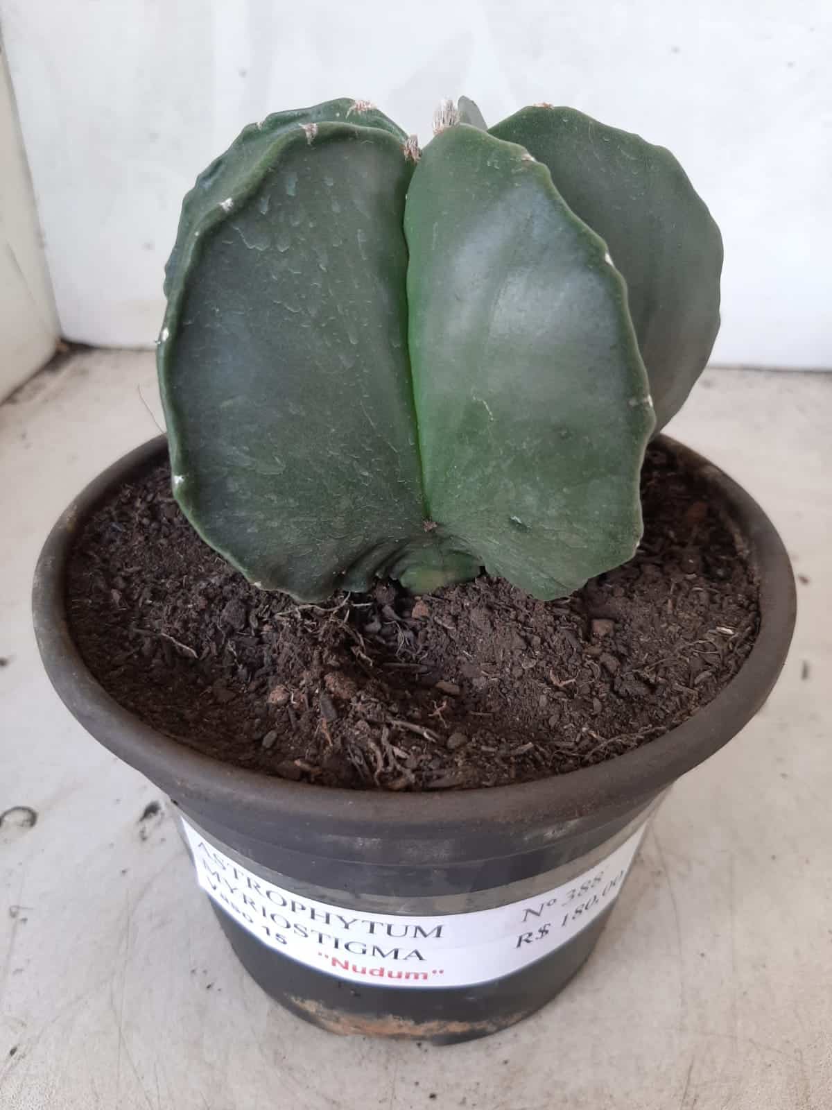 ASTROPHYTUM MYRIOSTIGMA "Nudum  Nº 388 – vaso 15