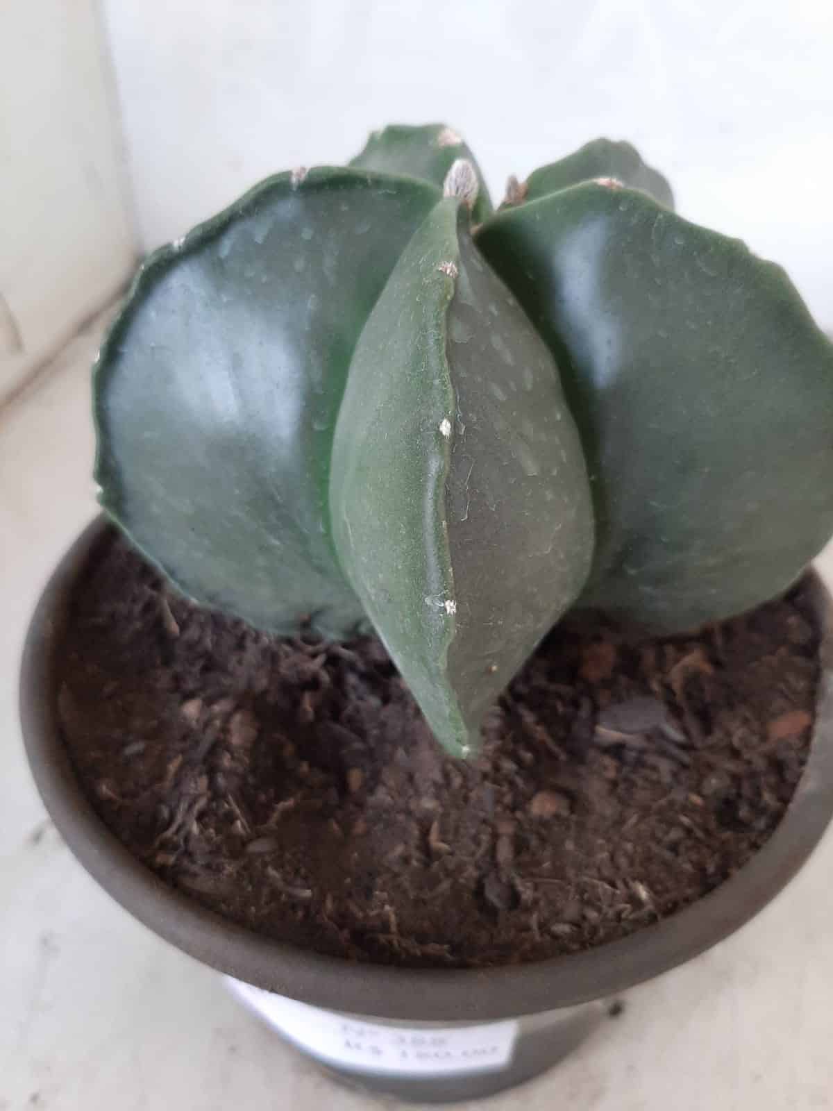 ASTROPHYTUM MYRIOSTIGMA "Nudum  Nº 388 – vaso 15