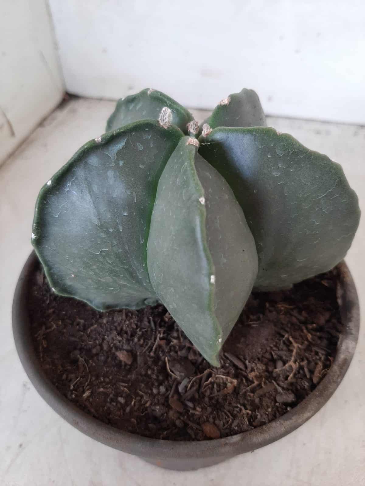 ASTROPHYTUM MYRIOSTIGMA "Nudum  Nº 388 – vaso 15