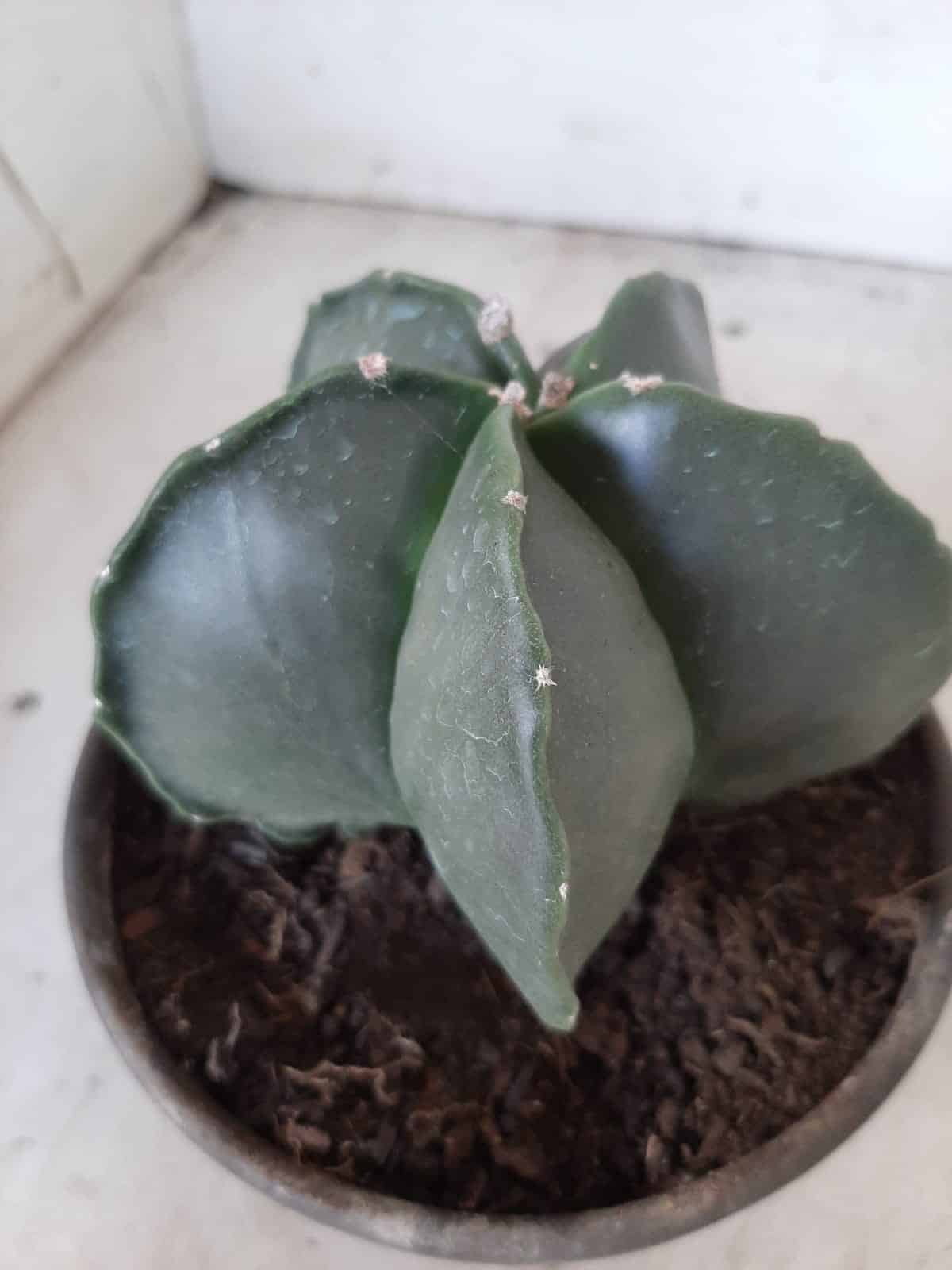 ASTROPHYTUM MYRIOSTIGMA "Nudum  Nº 388 – vaso 15