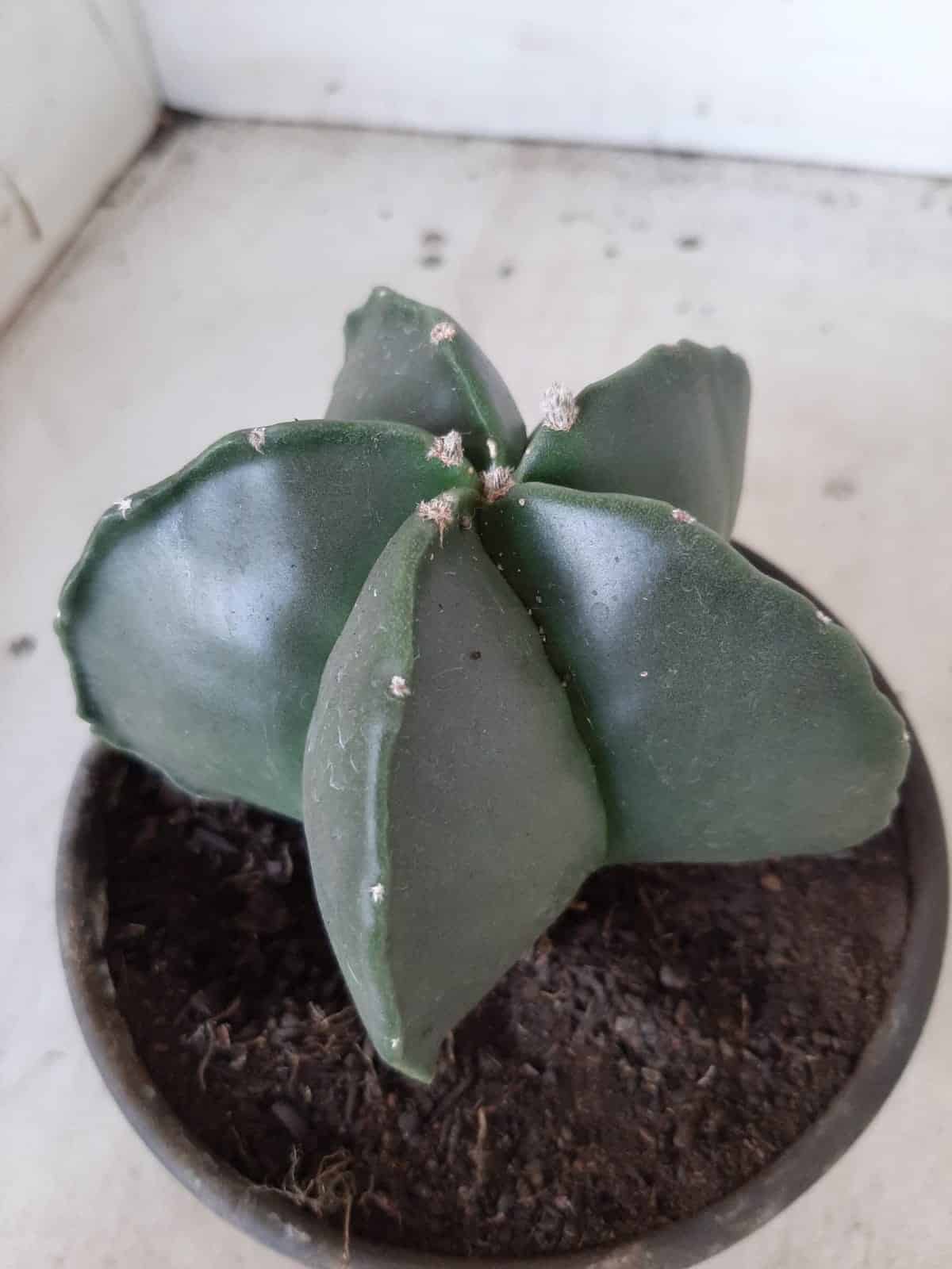 ASTROPHYTUM MYRIOSTIGMA "Nudum  Nº 388 – vaso 15