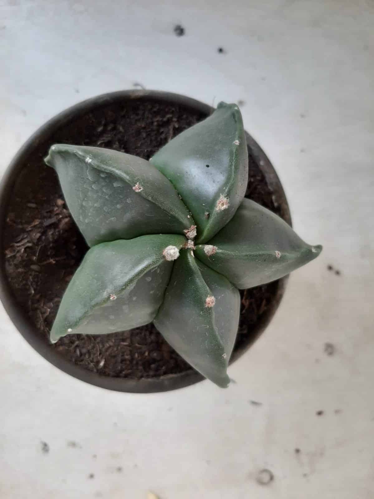 ASTROPHYTUM MYRIOSTIGMA "Nudum  Nº 388 – vaso 15