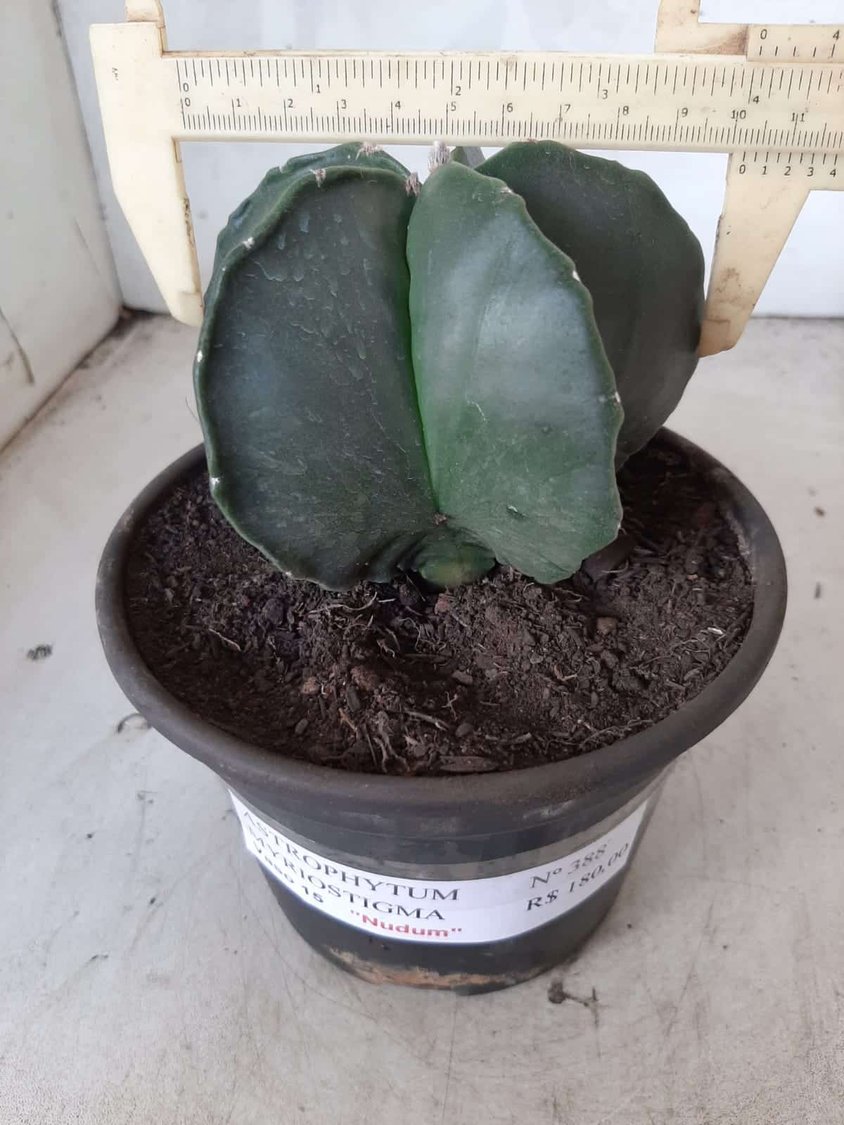 ASTROPHYTUM MYRIOSTIGMA "Nudum  Nº 388 – vaso 15