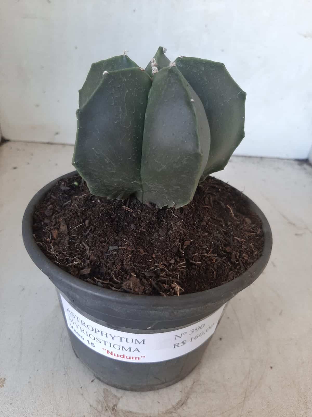 ASTROPHYTUM MYRIOSTIGMA "NUDUM"  Nº 390 – vaso 15