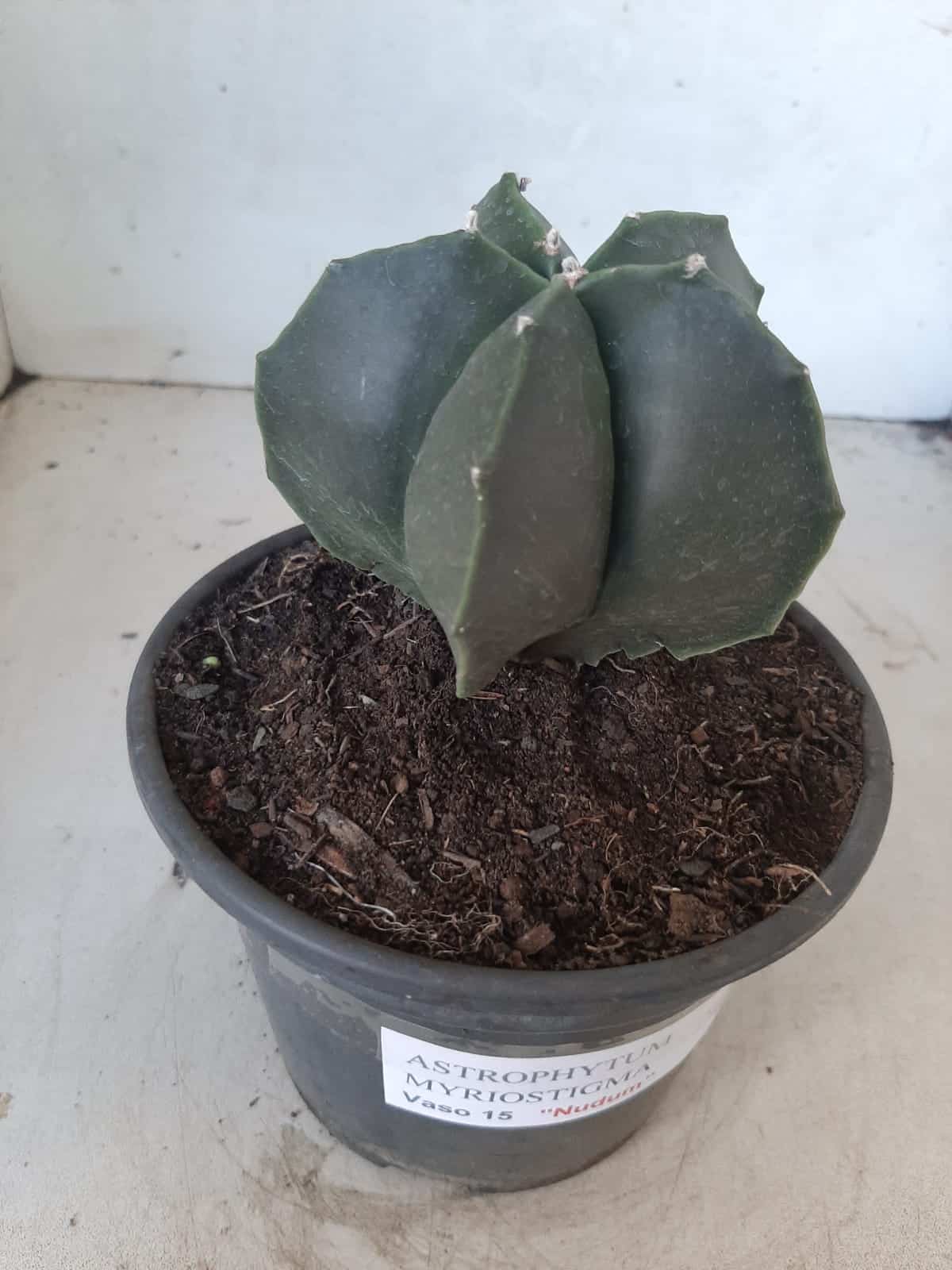 ASTROPHYTUM MYRIOSTIGMA "NUDUM"  Nº 390 – vaso 15