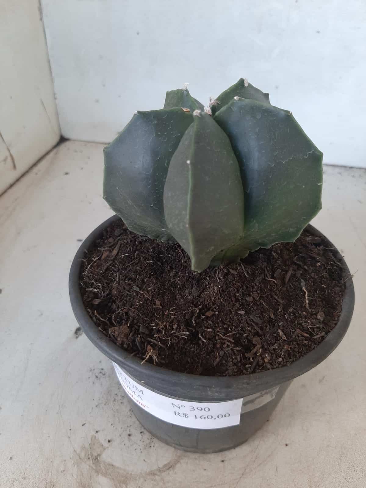ASTROPHYTUM MYRIOSTIGMA "NUDUM"  Nº 390 – vaso 15