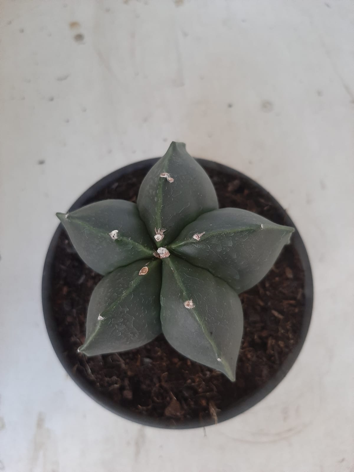 ASTROPHYTUM MYRIOSTIGMA "NUDUM"  Nº 390 – vaso 15