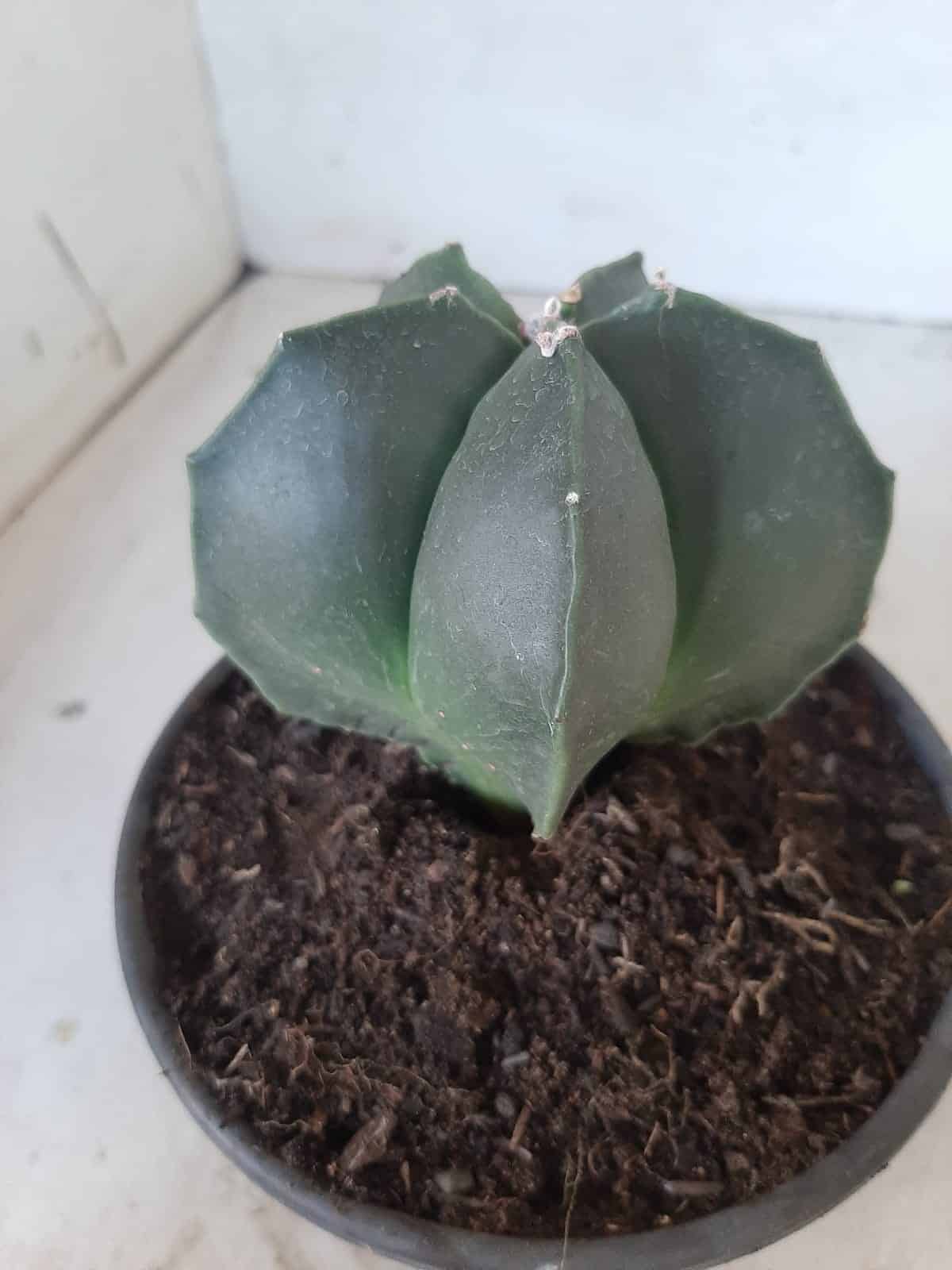 ASTROPHYTUM MYRIOSTIGMA "NUDUM"  Nº 390 – vaso 15